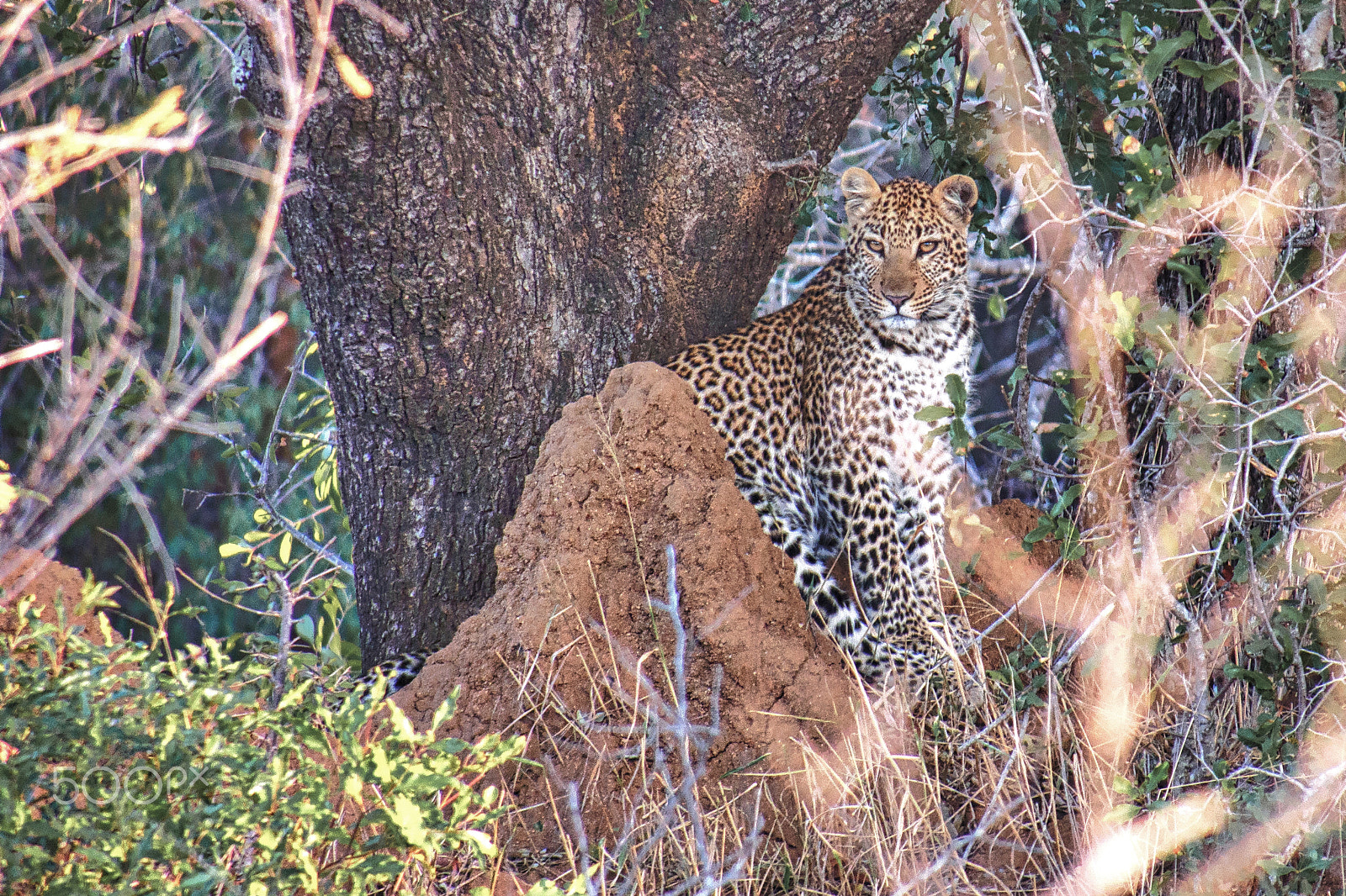 Olympus OM-D E-M5 sample photo. Leopard on kruguer park photography