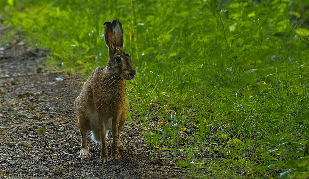 XF100-400mmF4.5-5.6 R LM OIS WR + 1.4x sample photo. Surprise photography