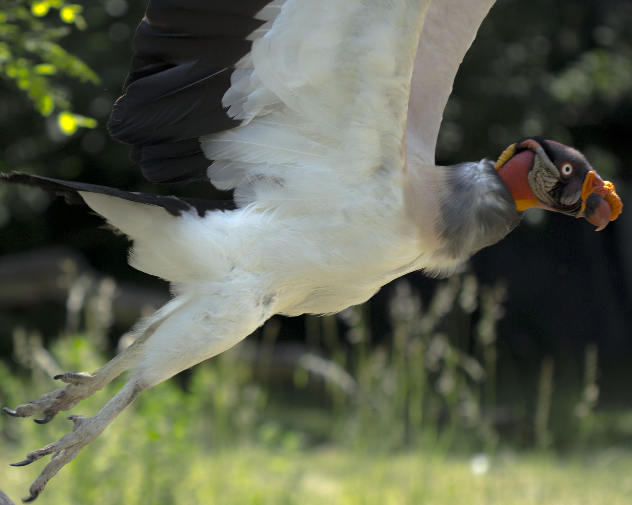 Canon EF 100mm F2.8 Macro USM sample photo. Wings photography