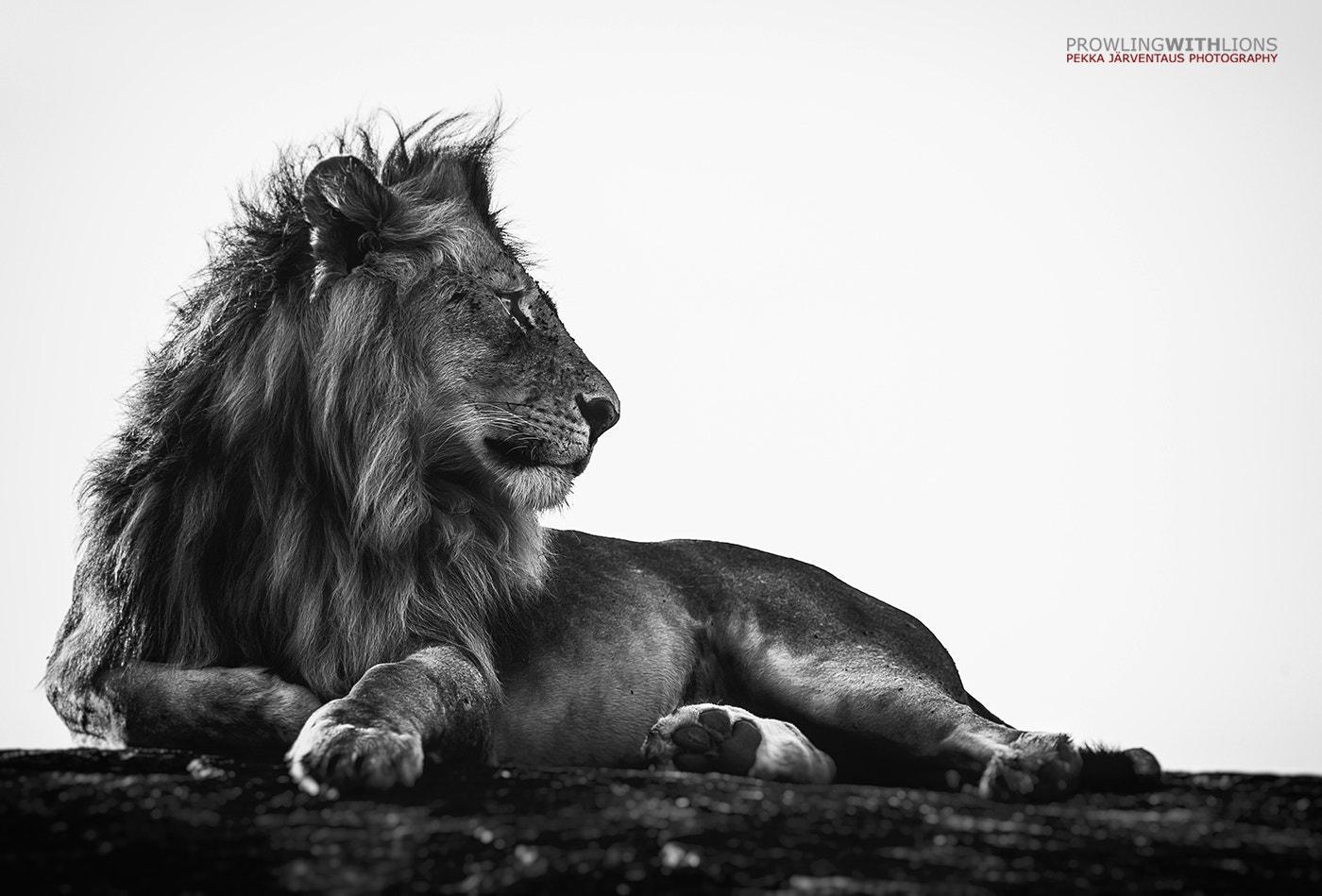 Canon EF 300mm f/2.8L sample photo. Lion on rock, masai mara, kenya photography