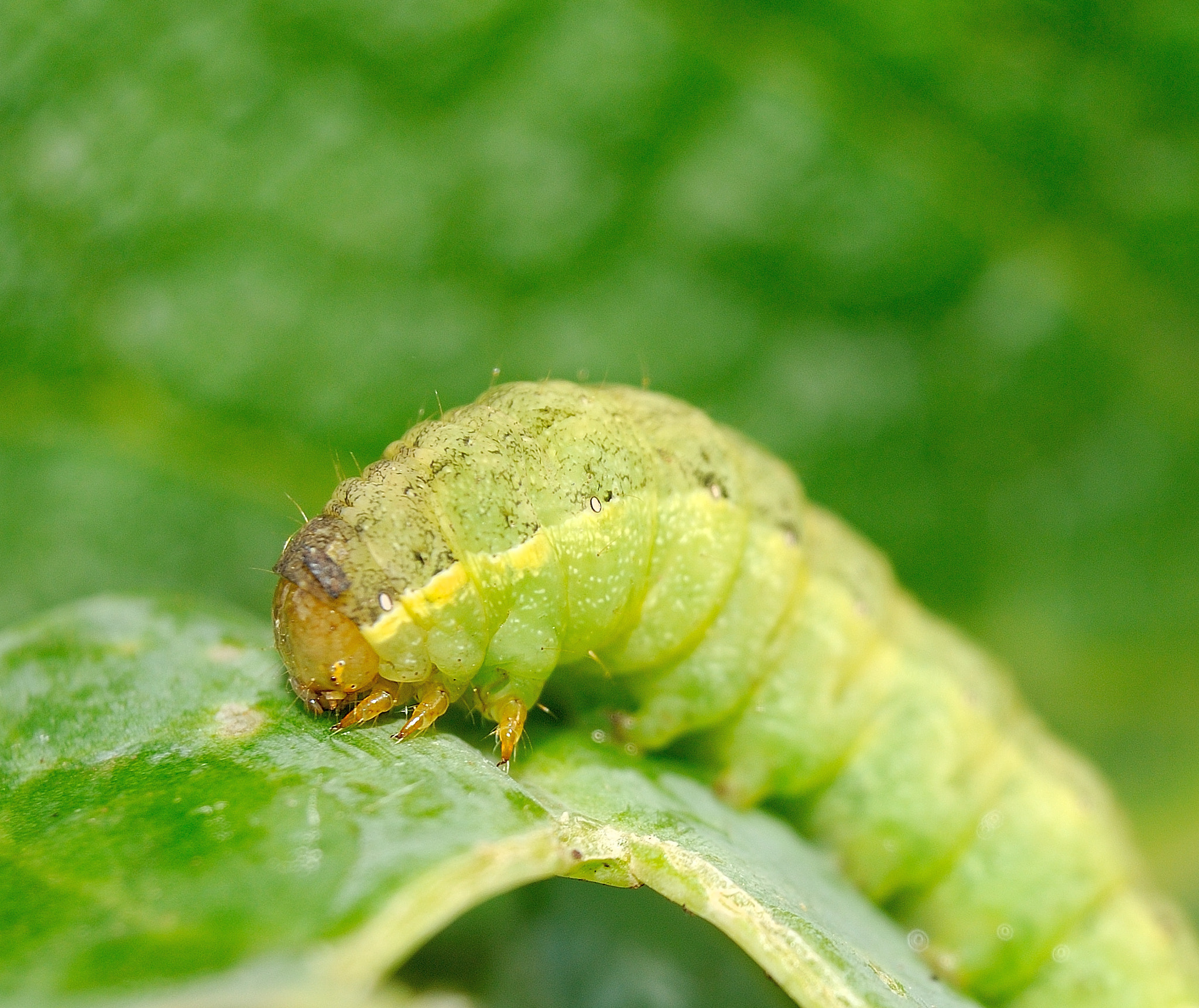 Nikon D300 sample photo. Caterpilla photography