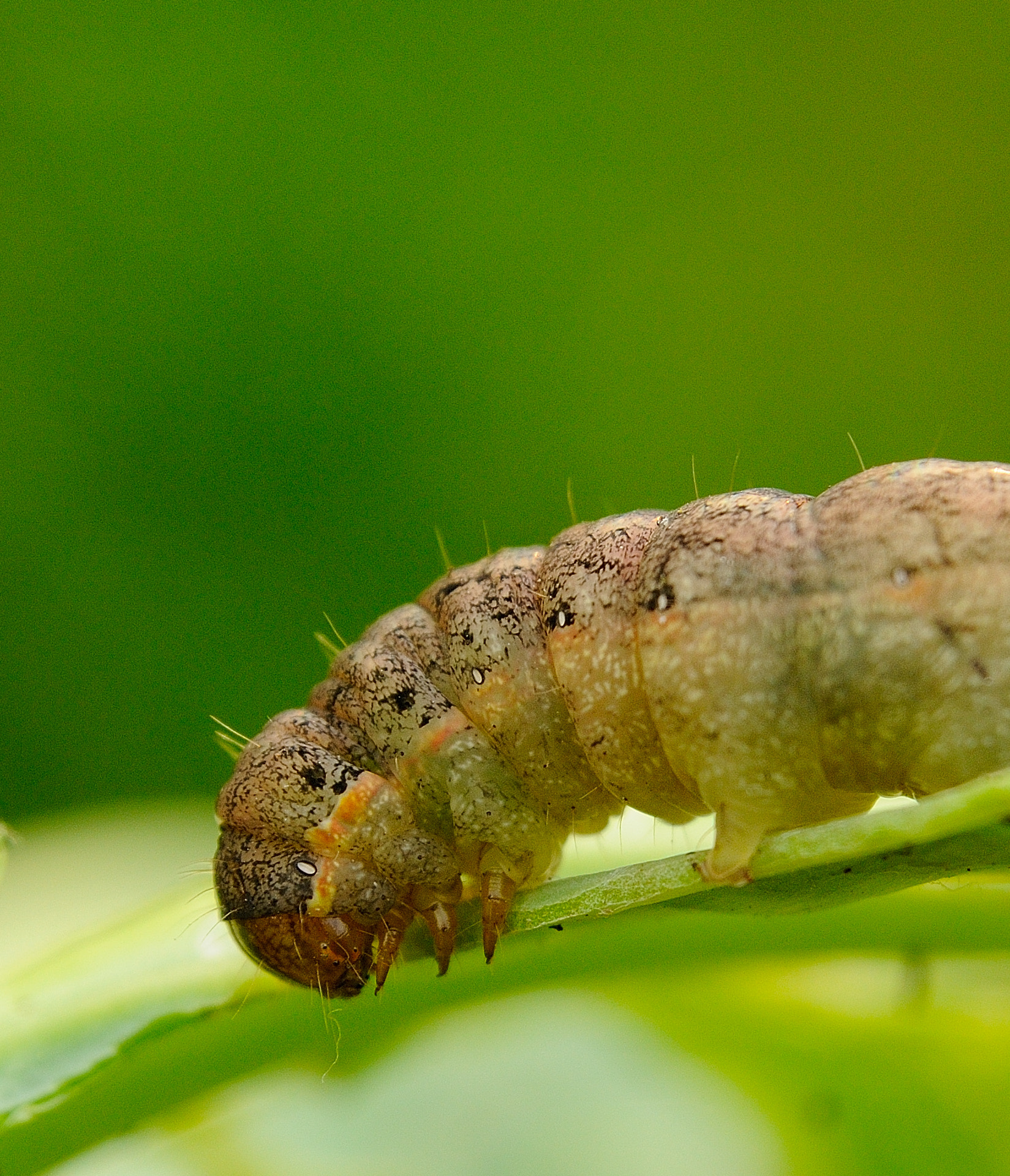 Nikon D300 sample photo. Caterpilla photography