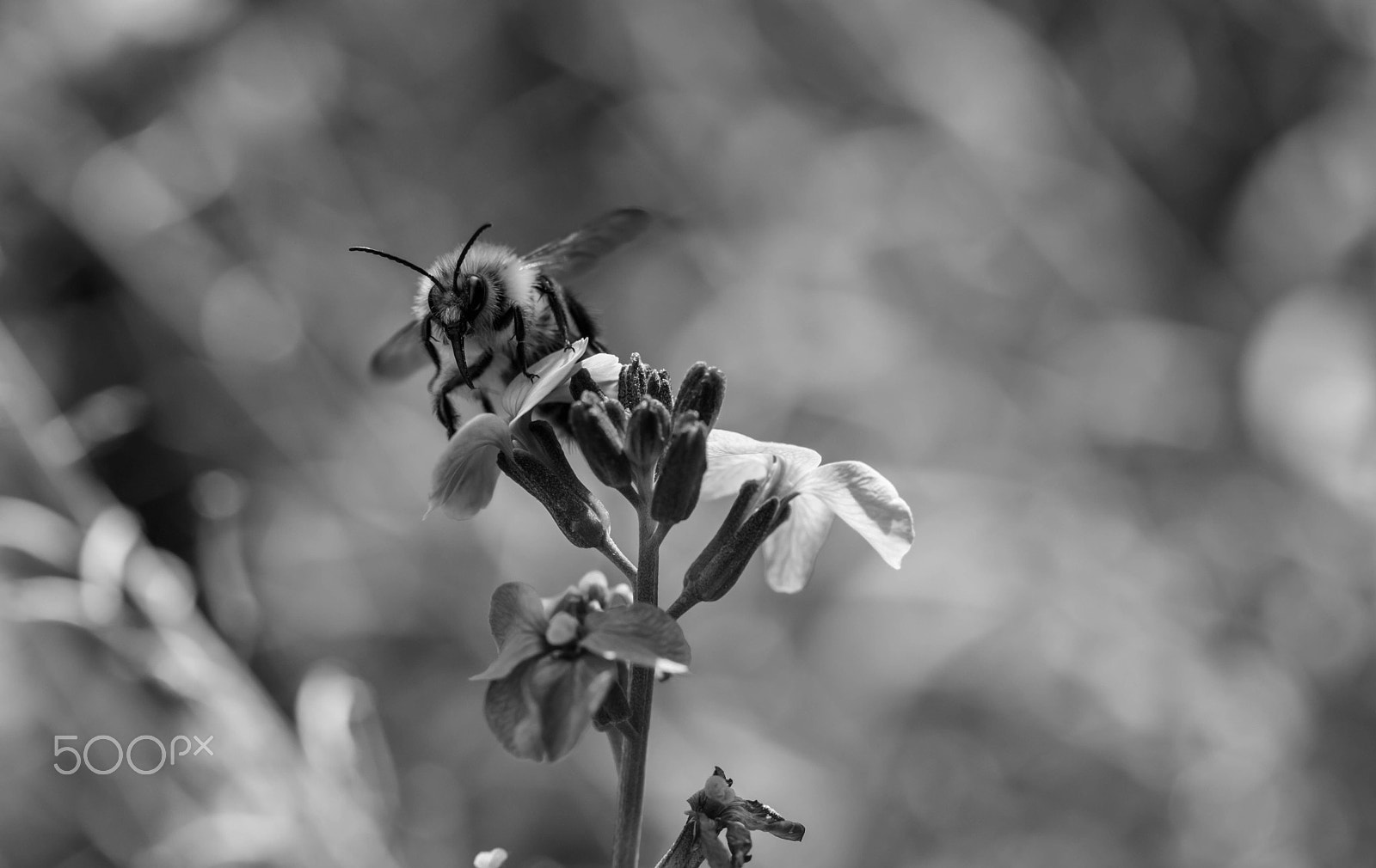 Canon EF 100mm F2.8 Macro USM sample photo. Black and white bee photography