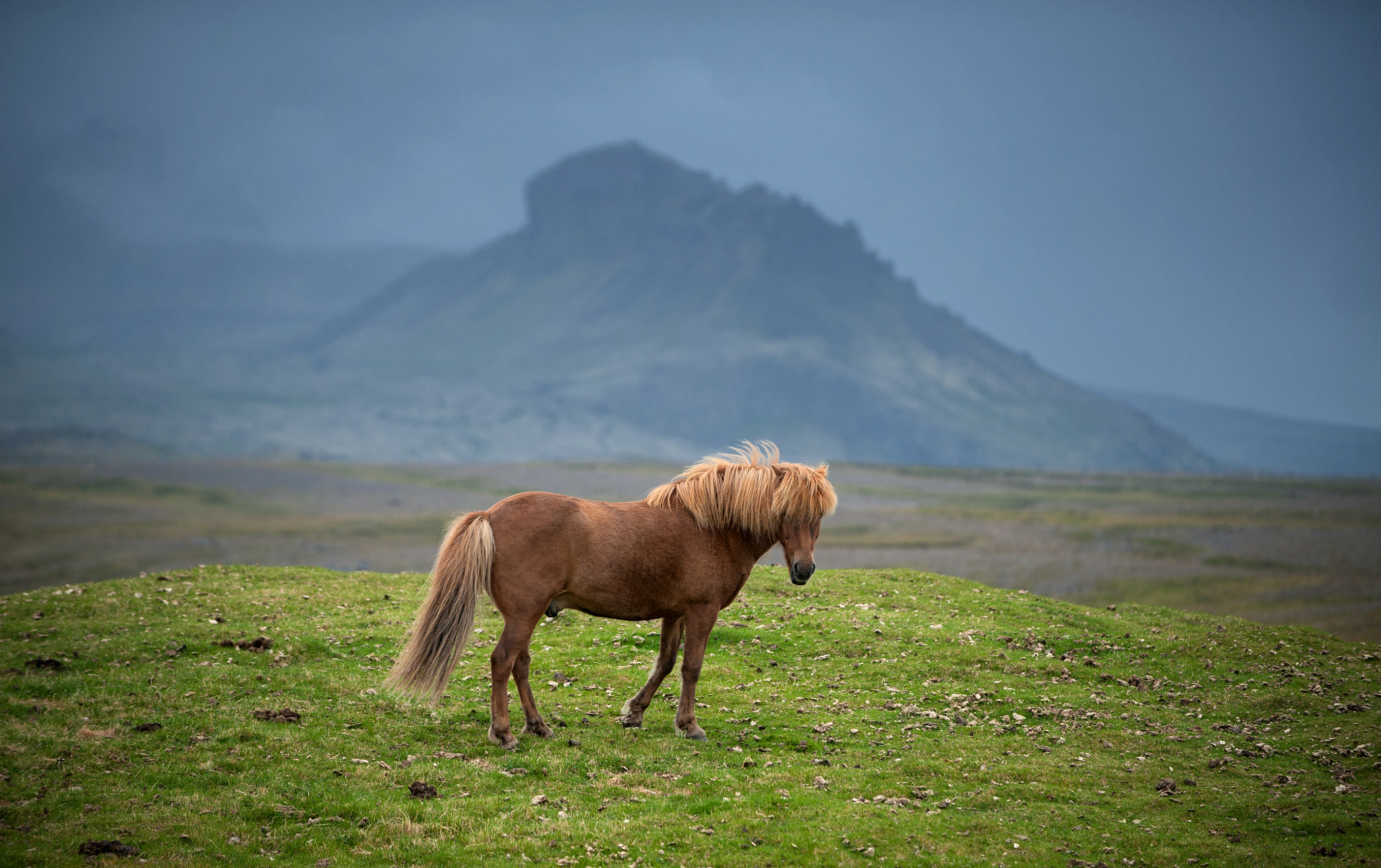 AF-S Zoom-Nikkor 80-200mm f/2.8D IF-ED sample photo. Iceland horce photography