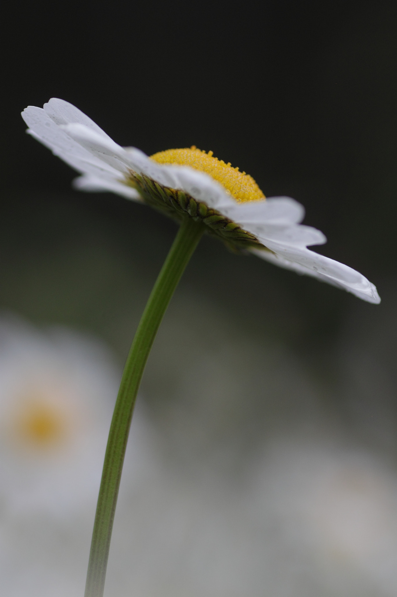 Canon EOS 500D (EOS Rebel T1i / EOS Kiss X3) + Tamron SP AF 90mm F2.8 Di Macro sample photo. Beauty photography