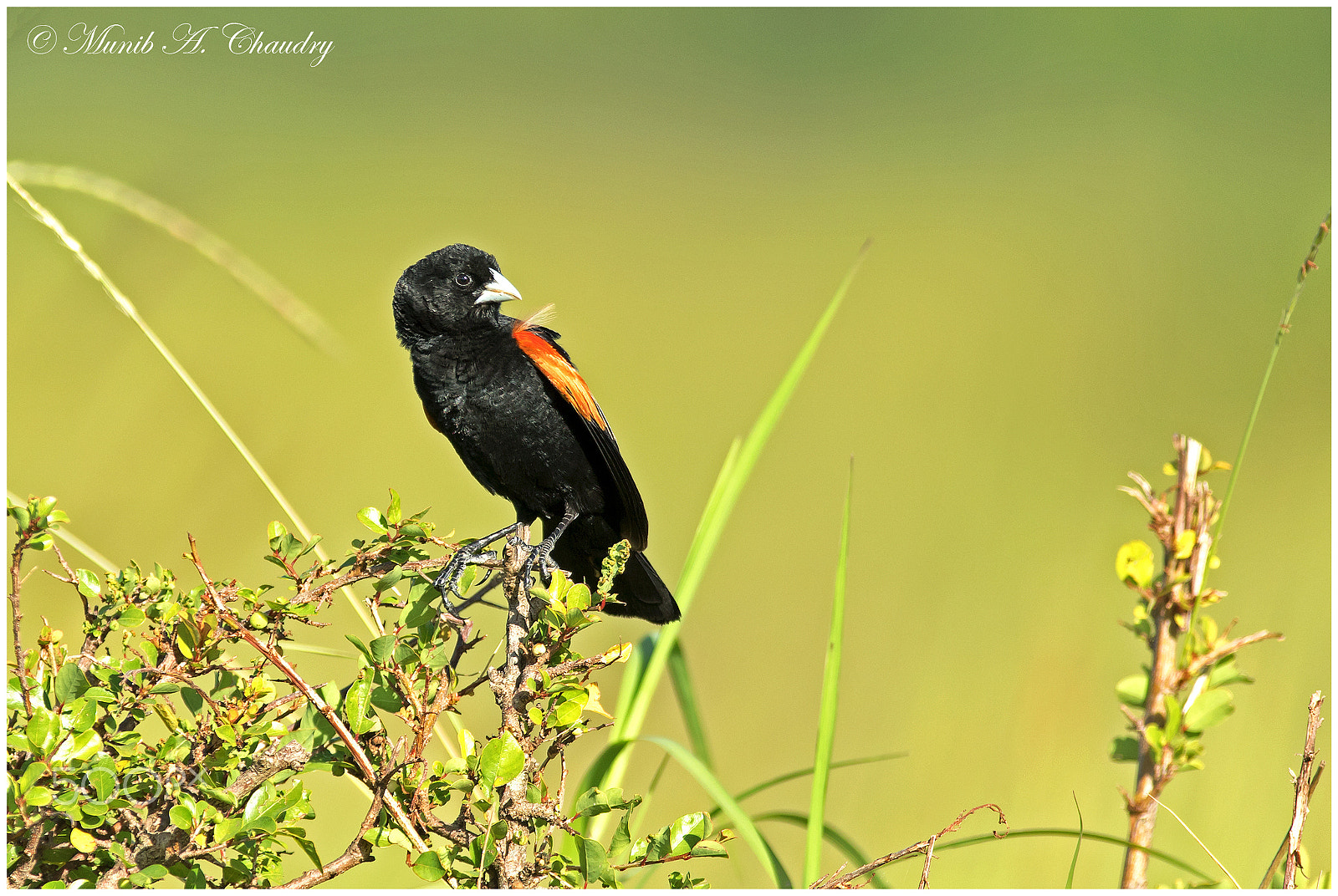 Canon EF 200-400mm F4L IS USM Extender 1.4x sample photo. The widow bird! photography