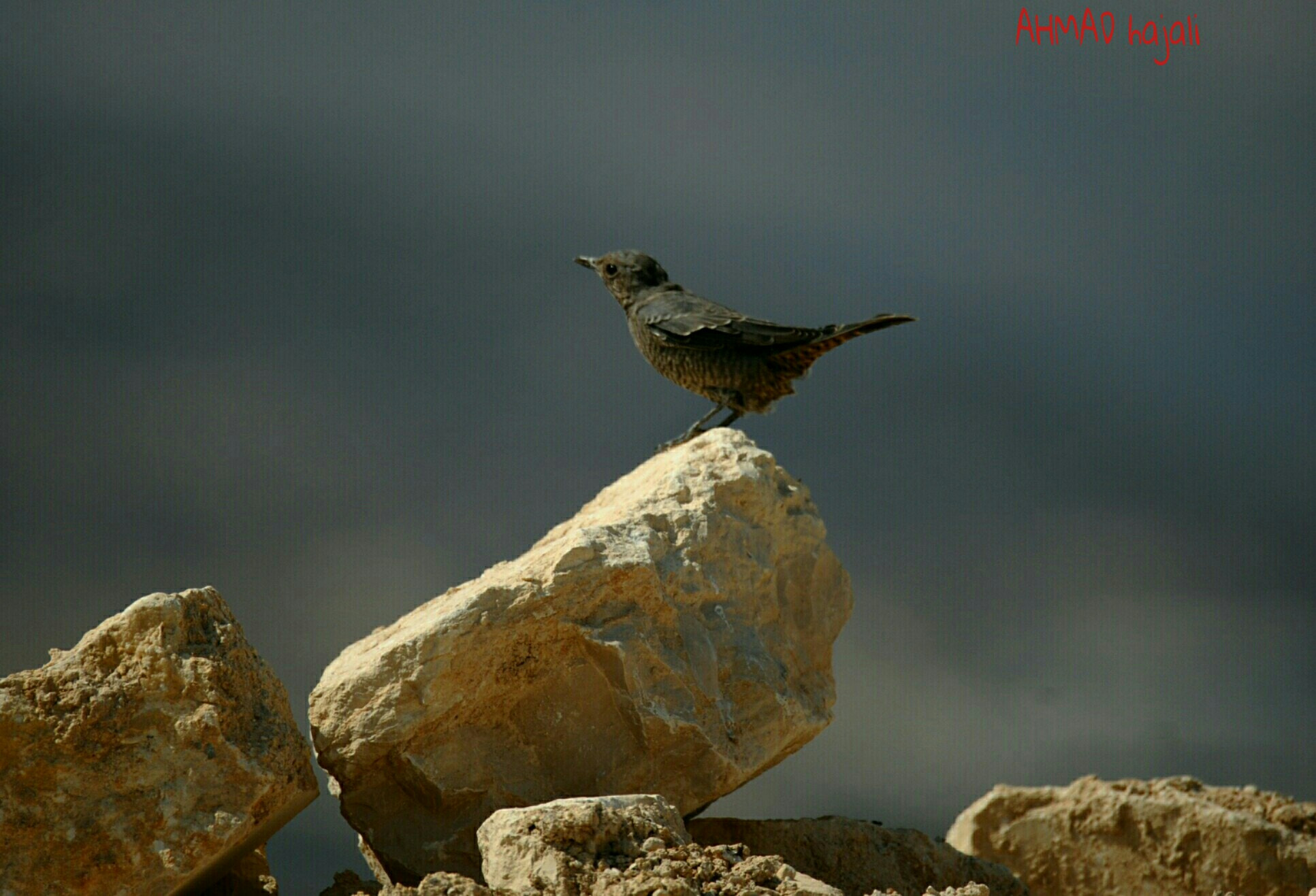 Sigma 150-600mm F5-6.3 DG OS HSM | S sample photo