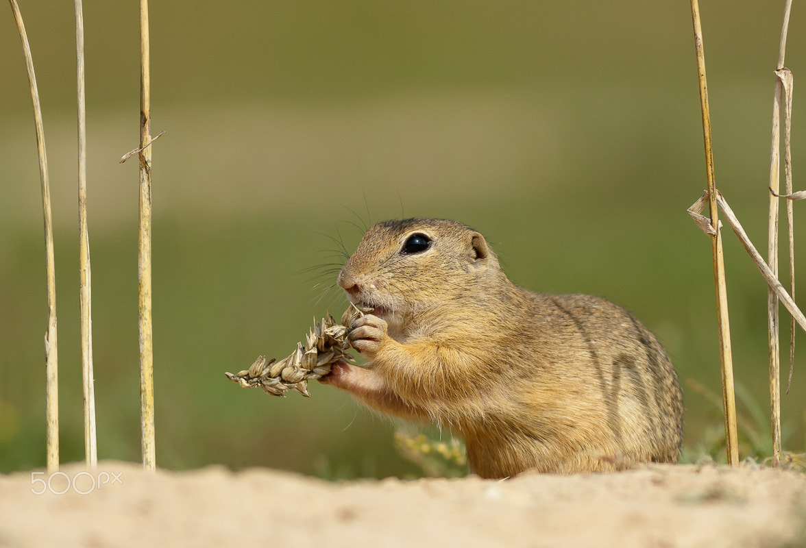 Canon EOS 760D (EOS Rebel T6s / EOS 8000D) + Canon EF 400mm F5.6L USM sample photo. Sysel obecný photography