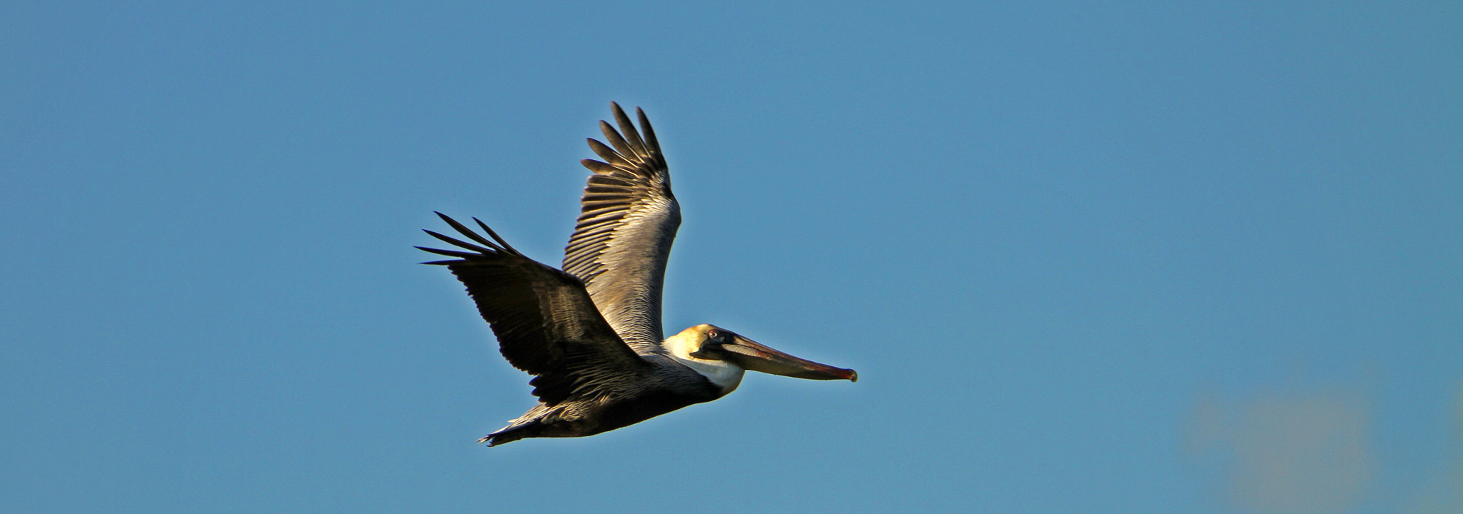 Canon EF 28-300mm F3.5-5.6L IS USM sample photo. Majestic pelican photography