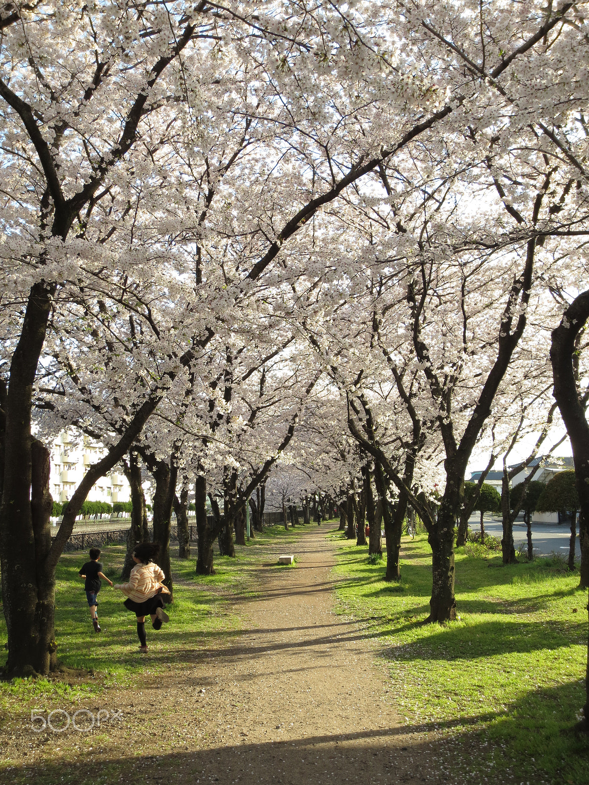 Canon IXUS 240 HS sample photo. Japan cherry blossom photography
