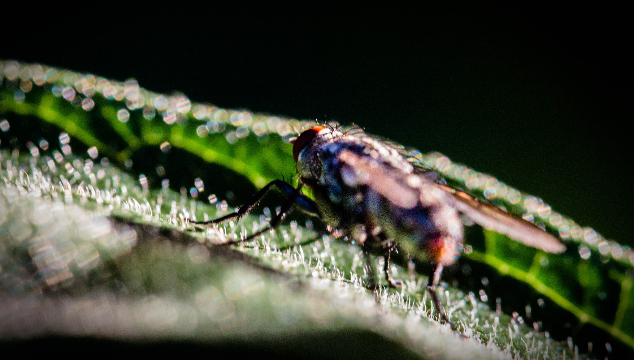 Canon EOS 700D (EOS Rebel T5i / EOS Kiss X7i) + Canon EF 100mm F2.8L Macro IS USM sample photo. Sunbathing photography