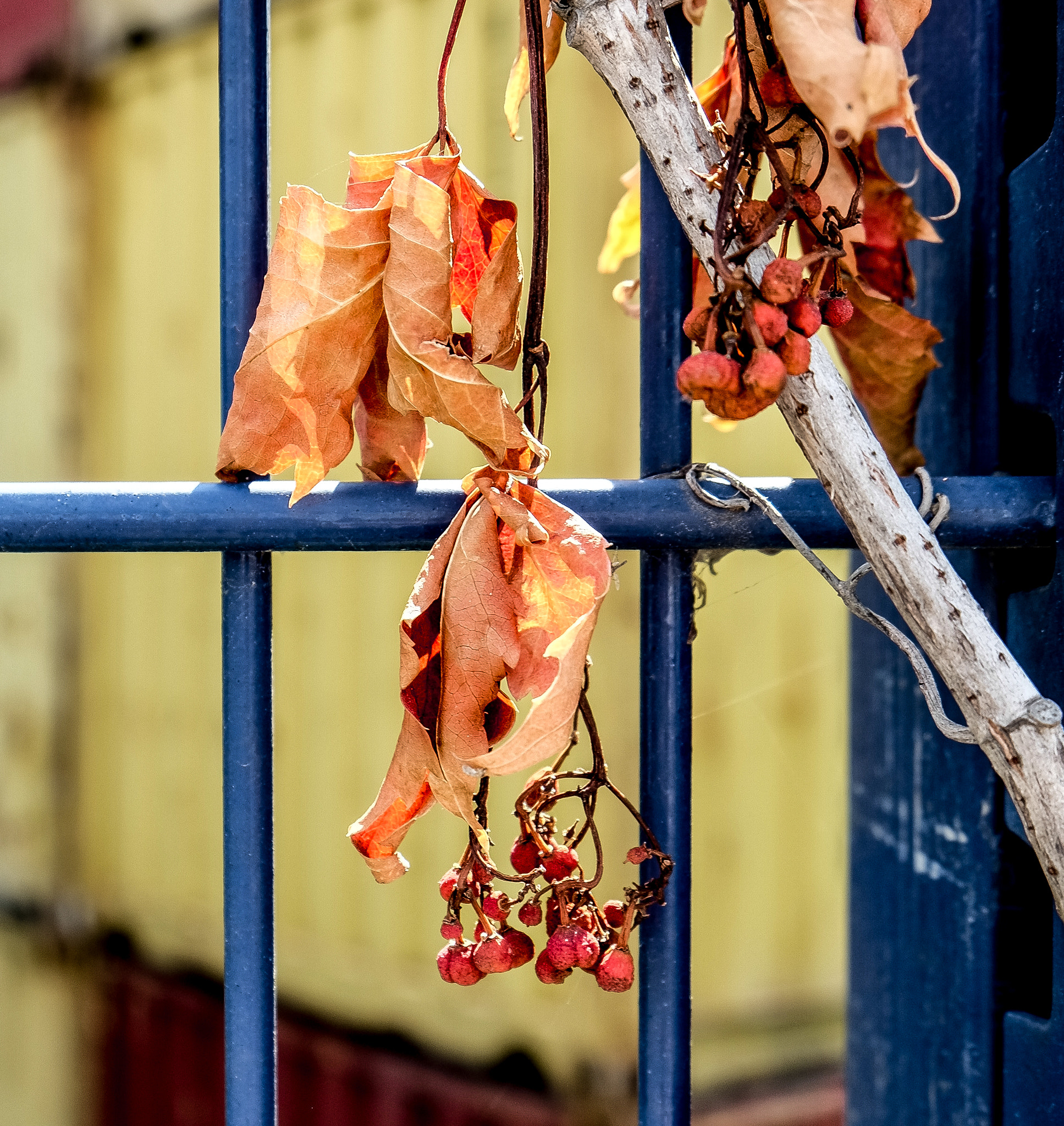 Fujifilm X-M1 + Fujifilm XF 18-55mm F2.8-4 R LM OIS sample photo. Übriggeblieben (vom letzten jahr) photography
