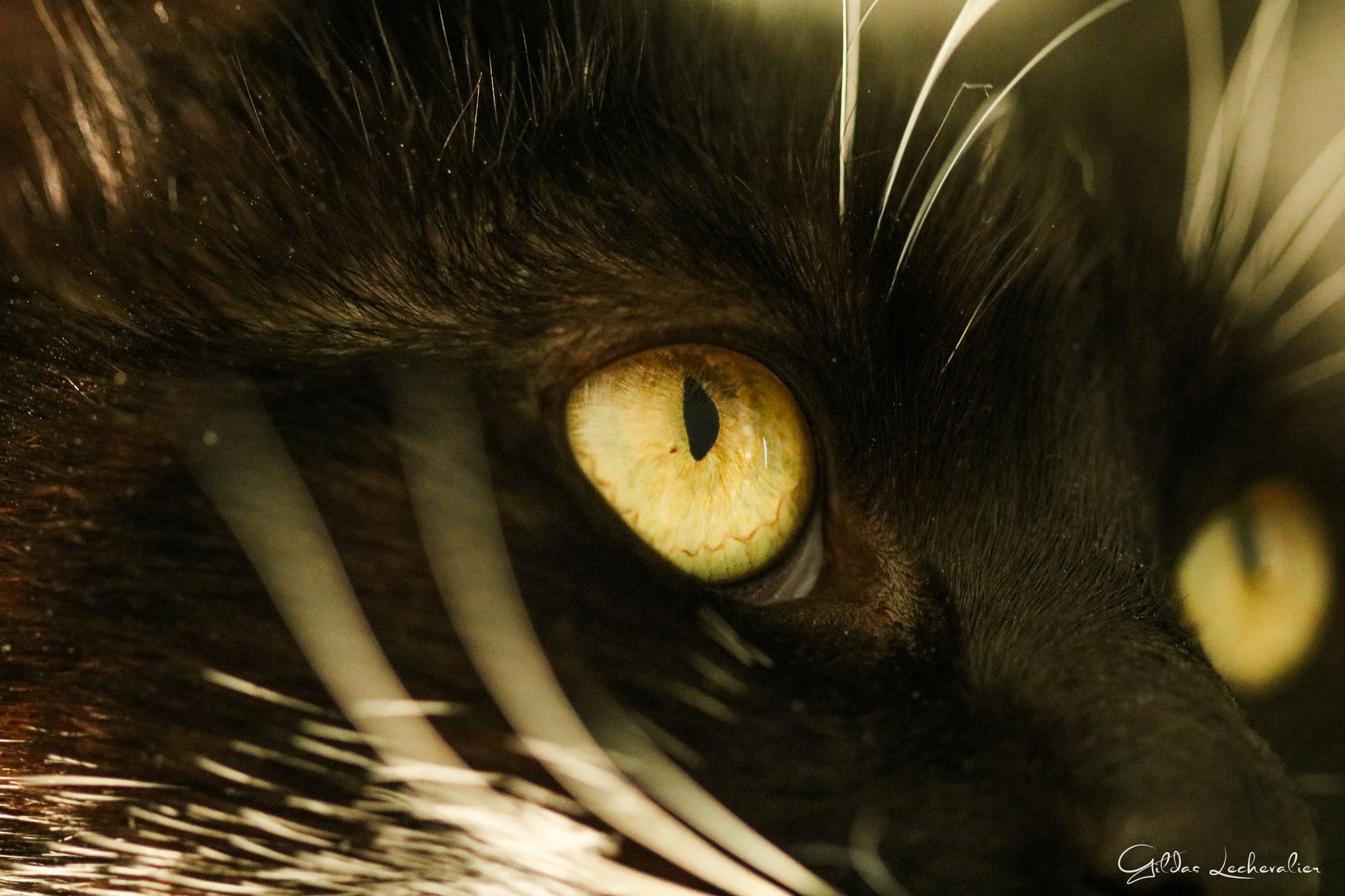 Canon EF 100mm F2.8 Macro USM sample photo. Leela photography