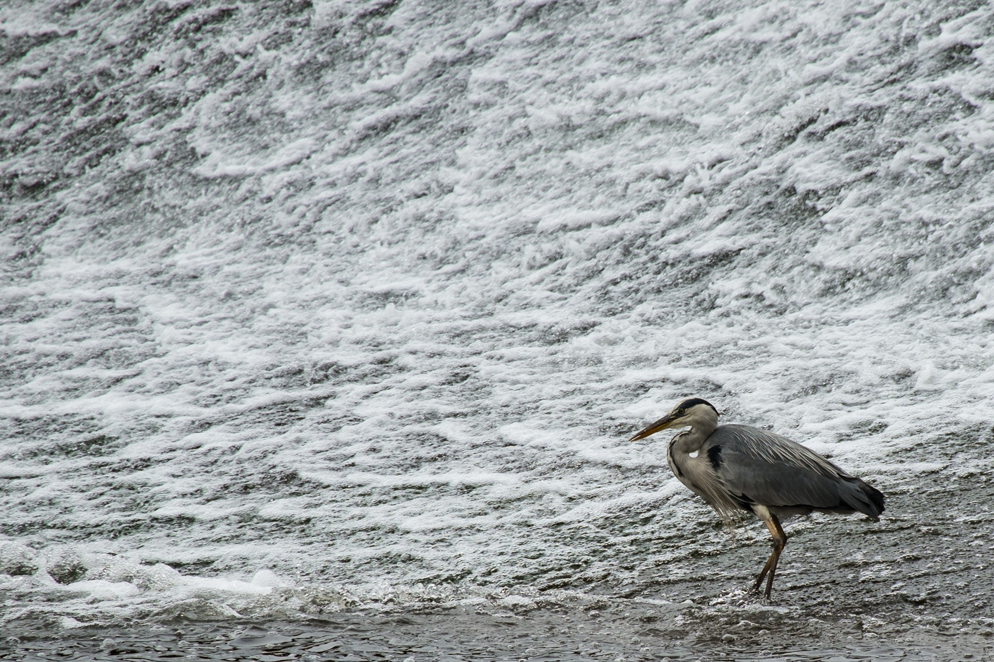 Fujifilm X-E1 + Fujifilm XC 50-230mm F4.5-6.7 OIS sample photo. Heron on weir photography