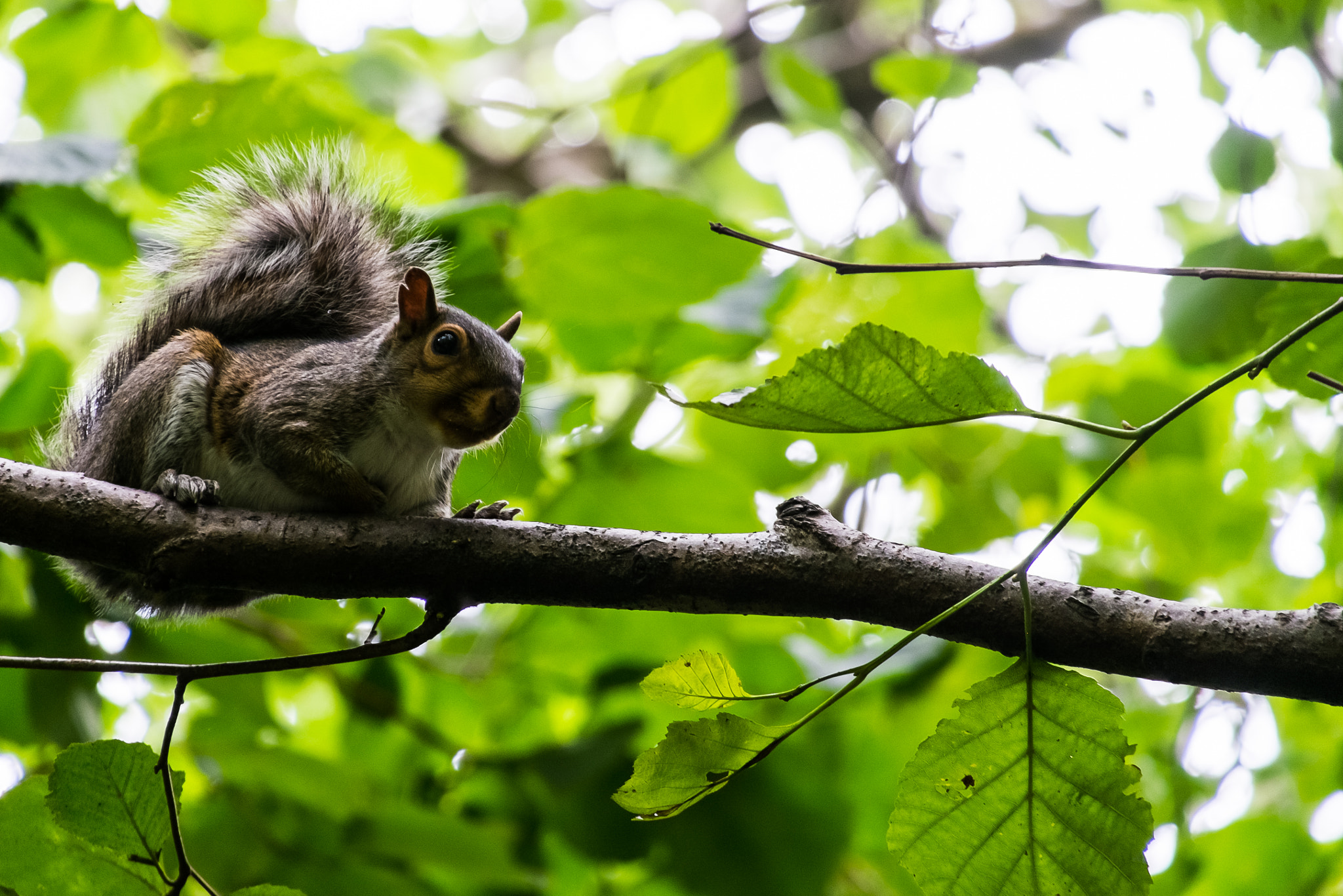 Fujifilm X-E1 + Fujifilm XC 50-230mm F4.5-6.7 OIS sample photo. Squirrel photography