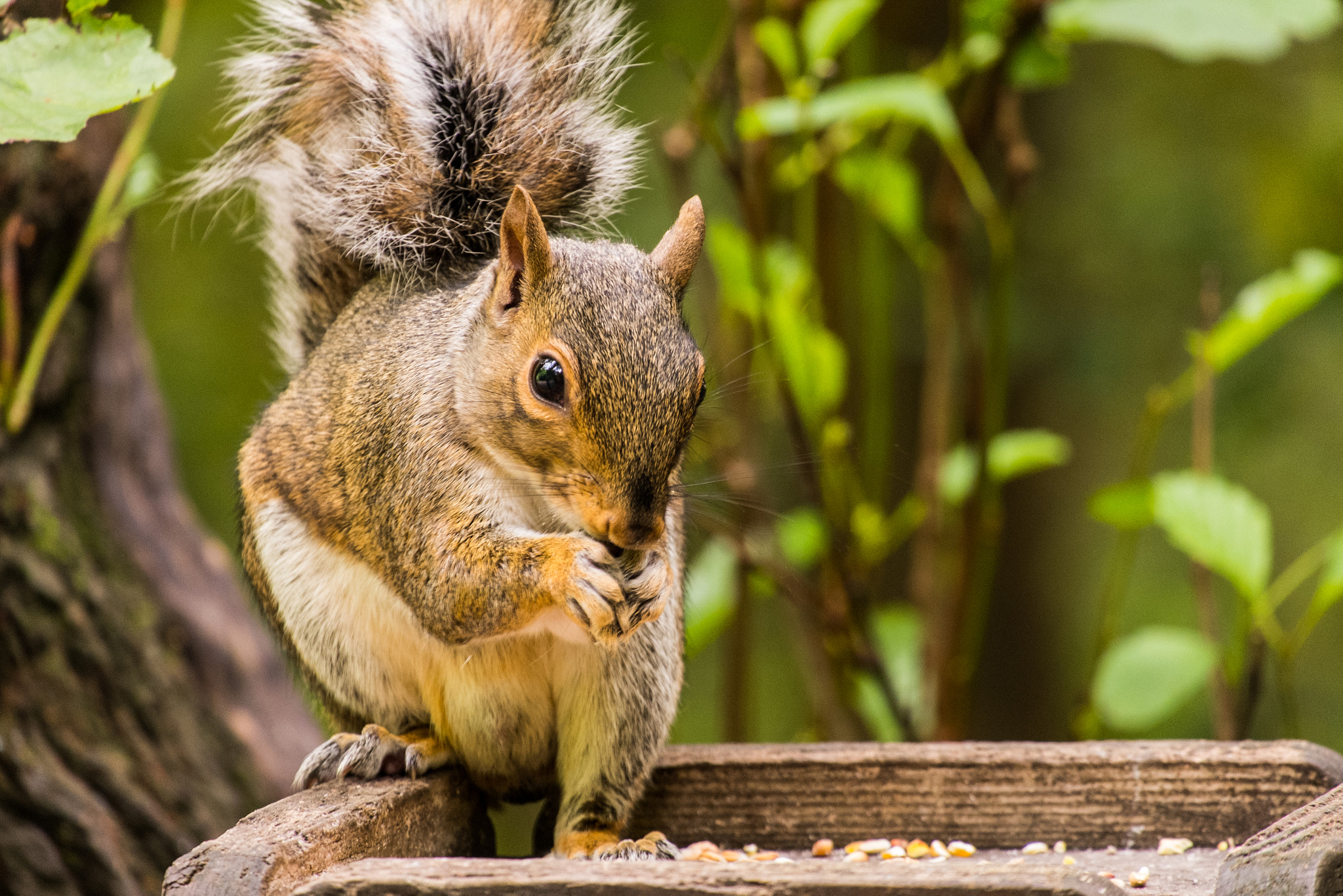 Fujifilm X-E1 + Fujifilm XC 50-230mm F4.5-6.7 OIS sample photo. Squirrel feeding photography