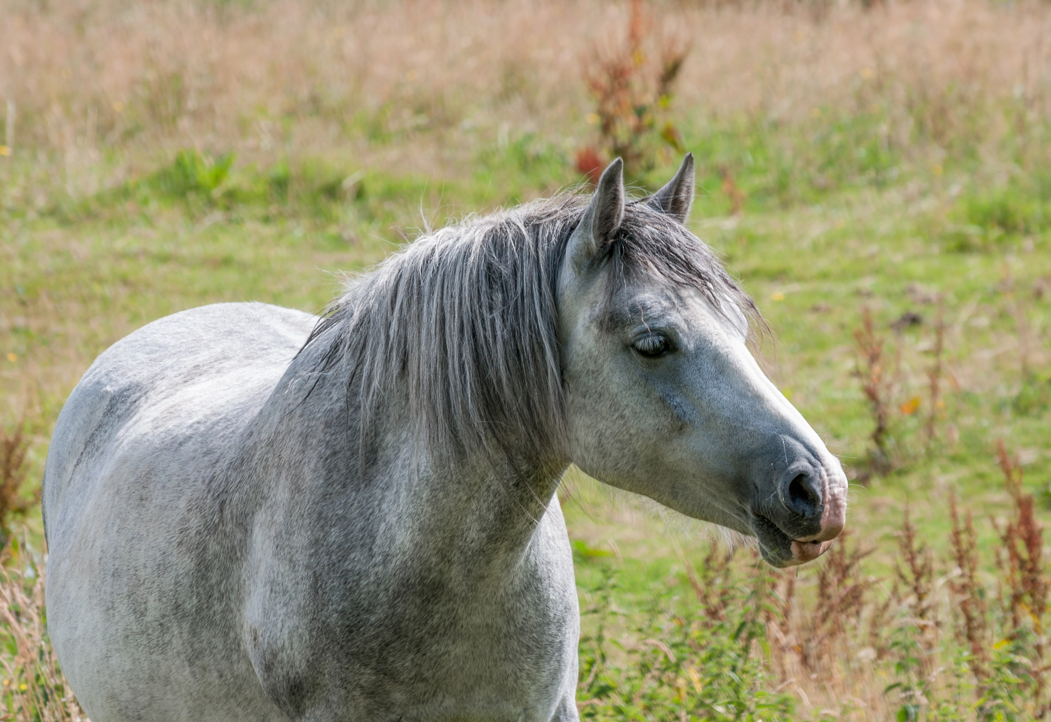 Pentax K-7 sample photo. Grey horse photography