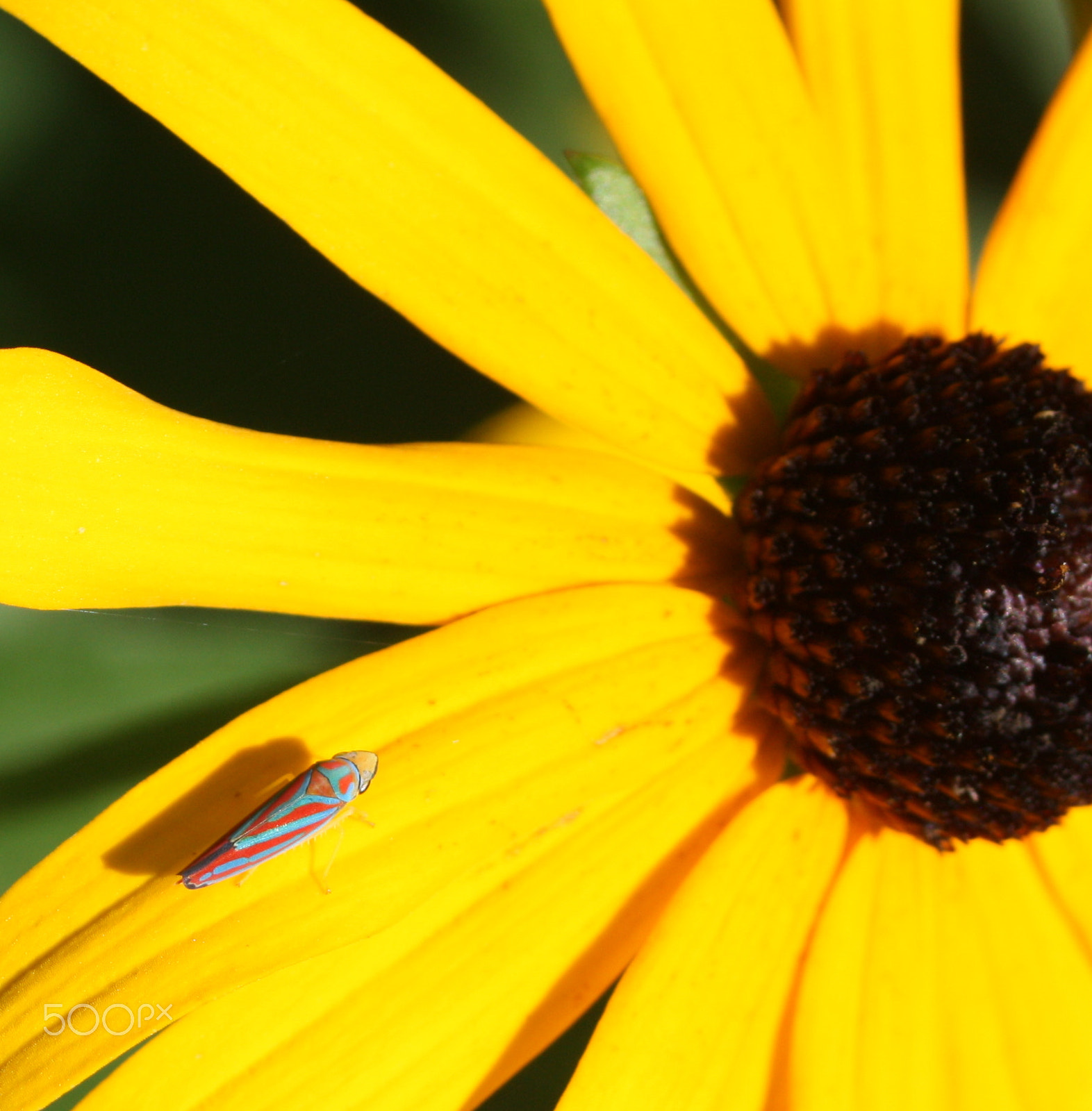 Canon EF 28-80mm f/3.5-5.6 sample photo. Colorful photography