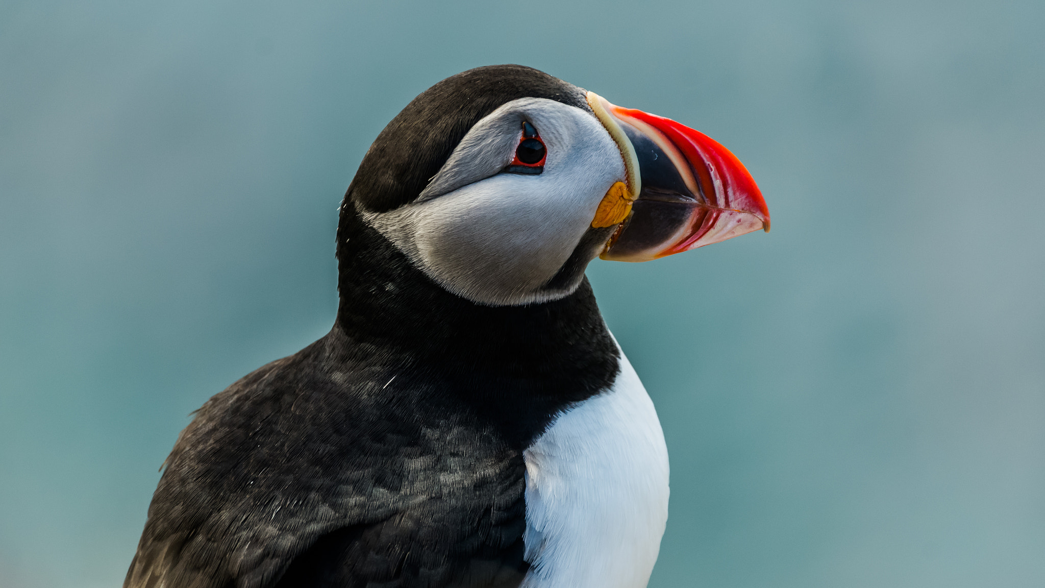 Sony SLT-A57 sample photo. Puffin portrait photography
