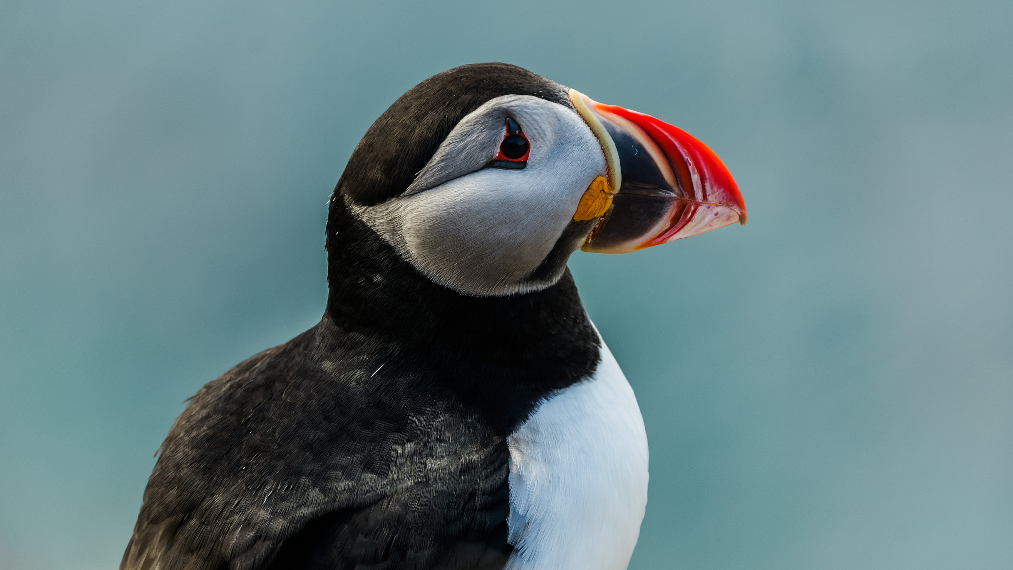 Sigma 18-250mm F3.5-6.3 DC OS HSM sample photo. Puffin portrait photography