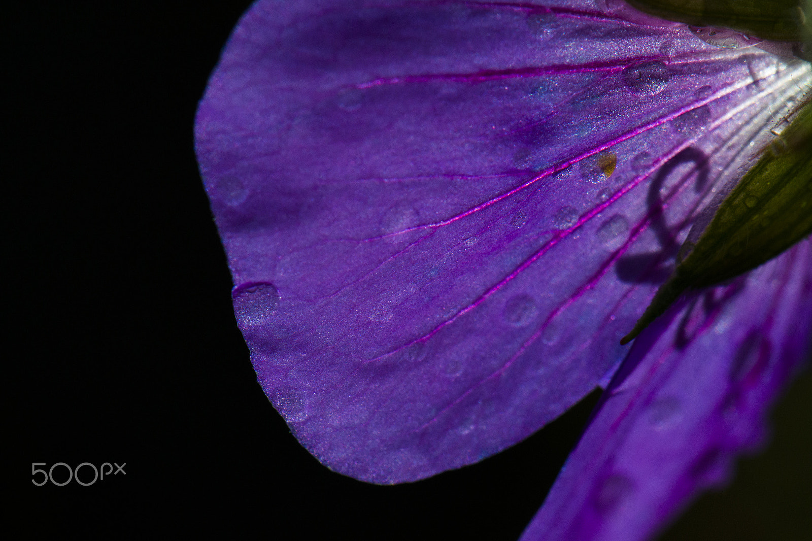 Nikon AF-S DX Micro-Nikkor 85mm F3.5G ED VR sample photo. Evening sun photography