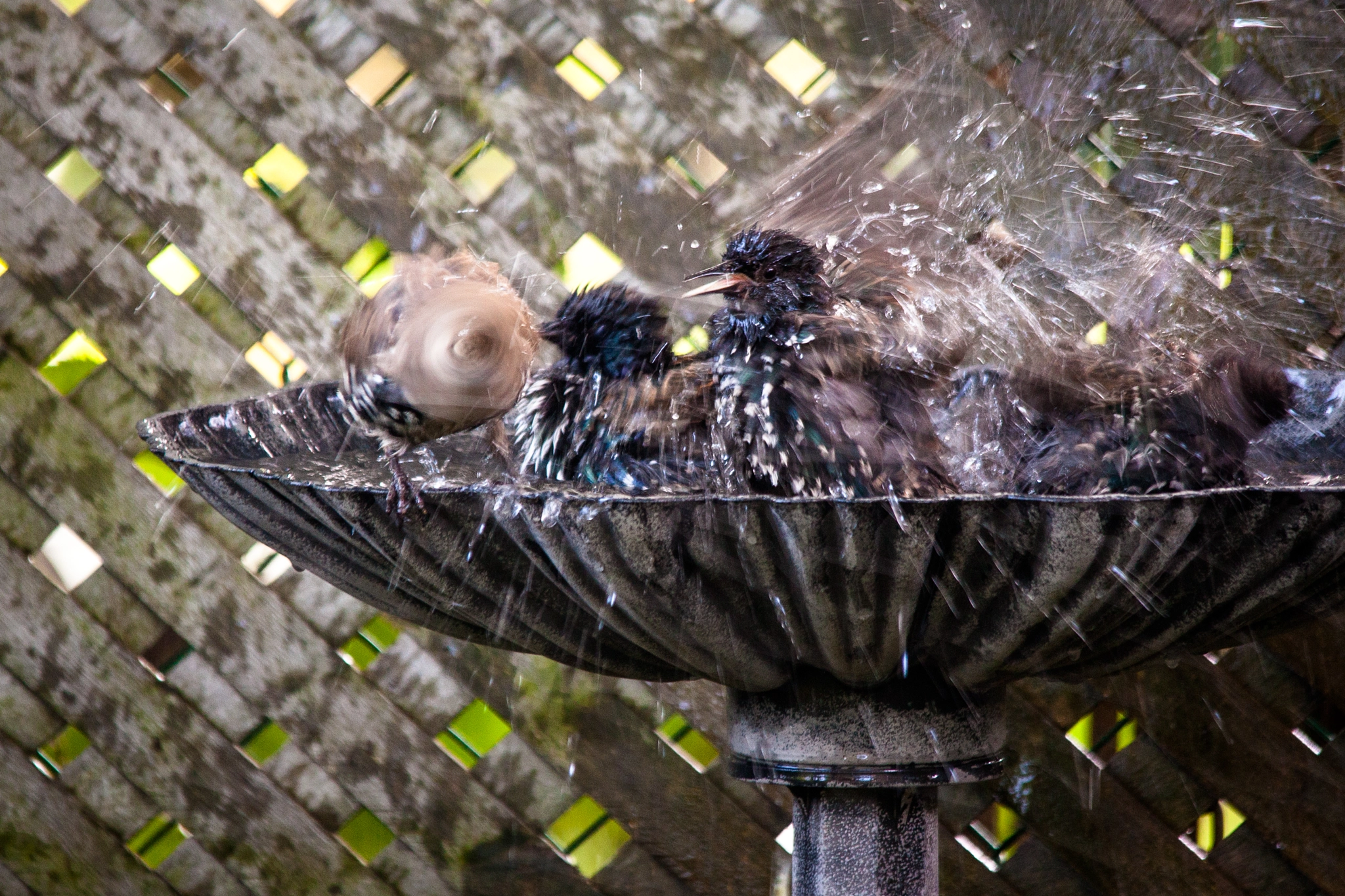 Sigma 150-500mm F5-6.3 DG OS HSM sample photo. Rub a dub dub photography