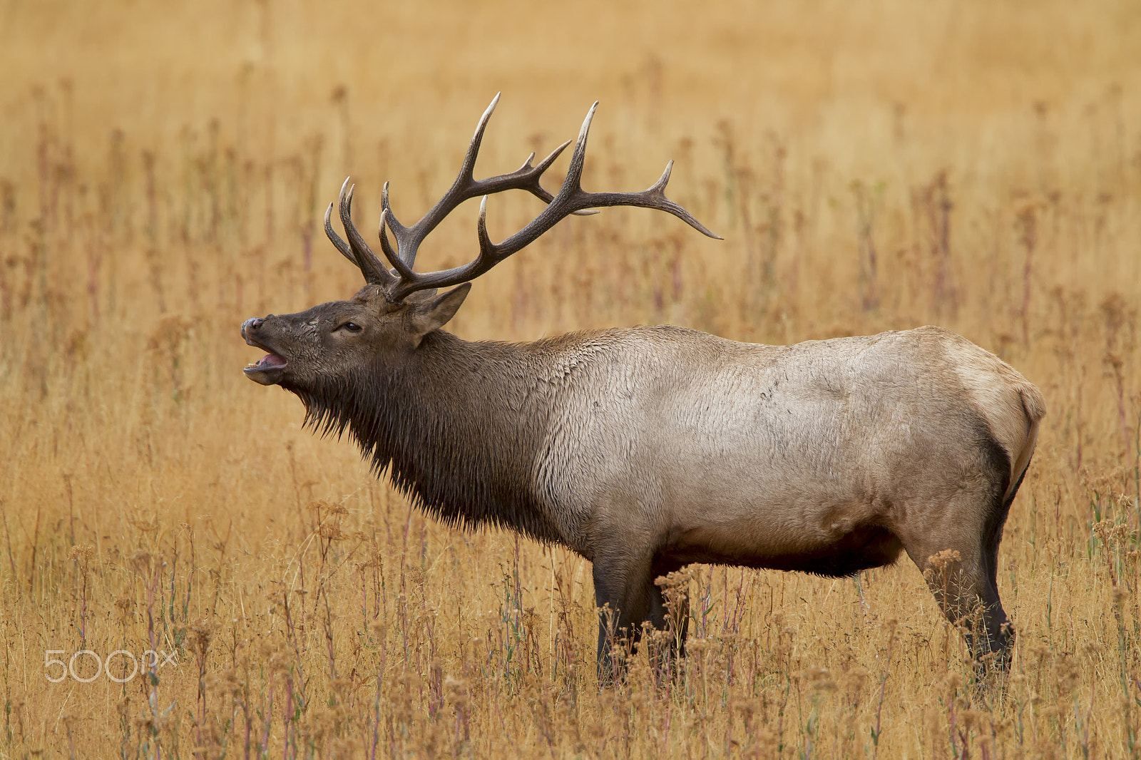 Canon EF 500mm F4L IS USM sample photo. Bugling bull elk photography