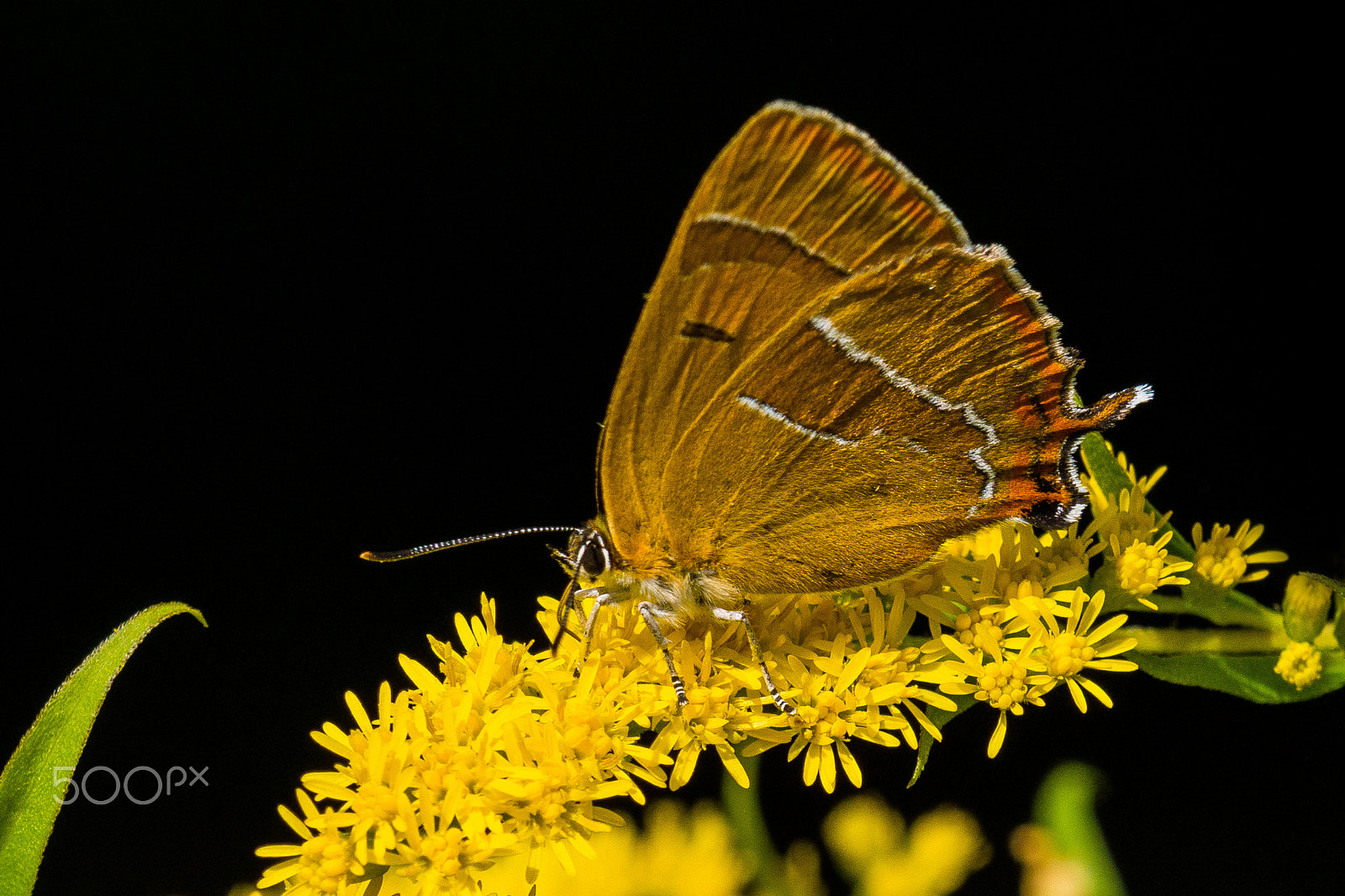Sony 70-300mm F4.5-5.6 G SSM sample photo. Butterfly photography