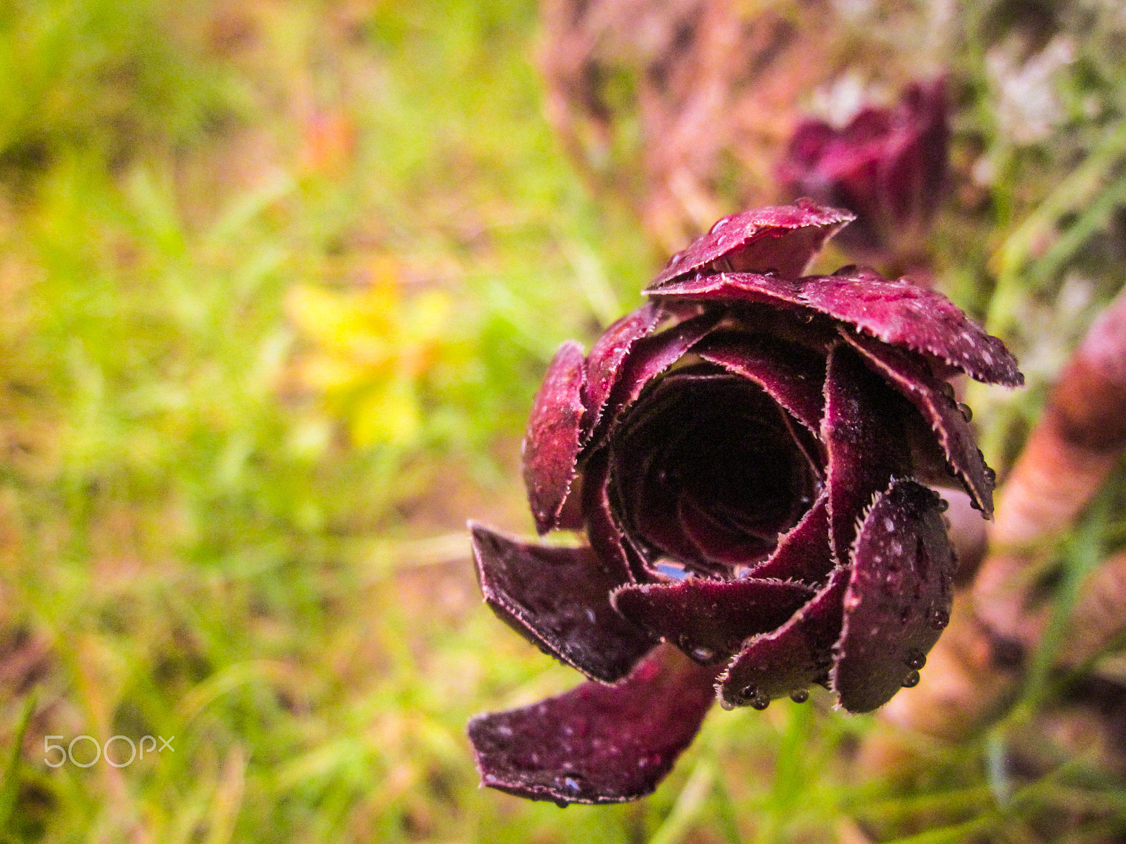 Canon PowerShot A1200 sample photo. Deep purple photography