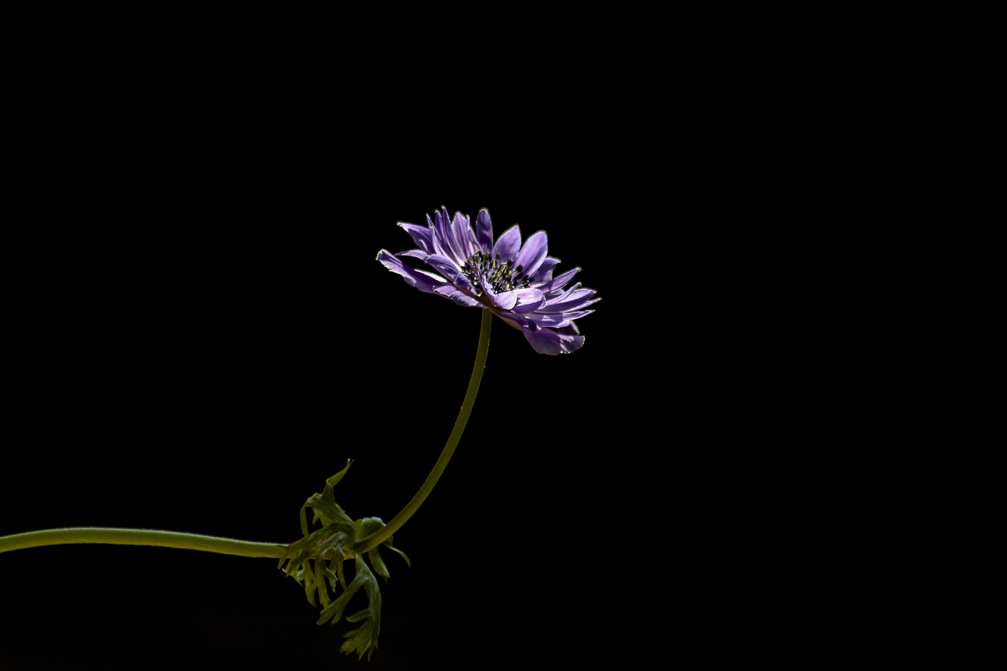 Sigma 70-300mm F4-5.6 APO DG Macro sample photo. Anemone photography