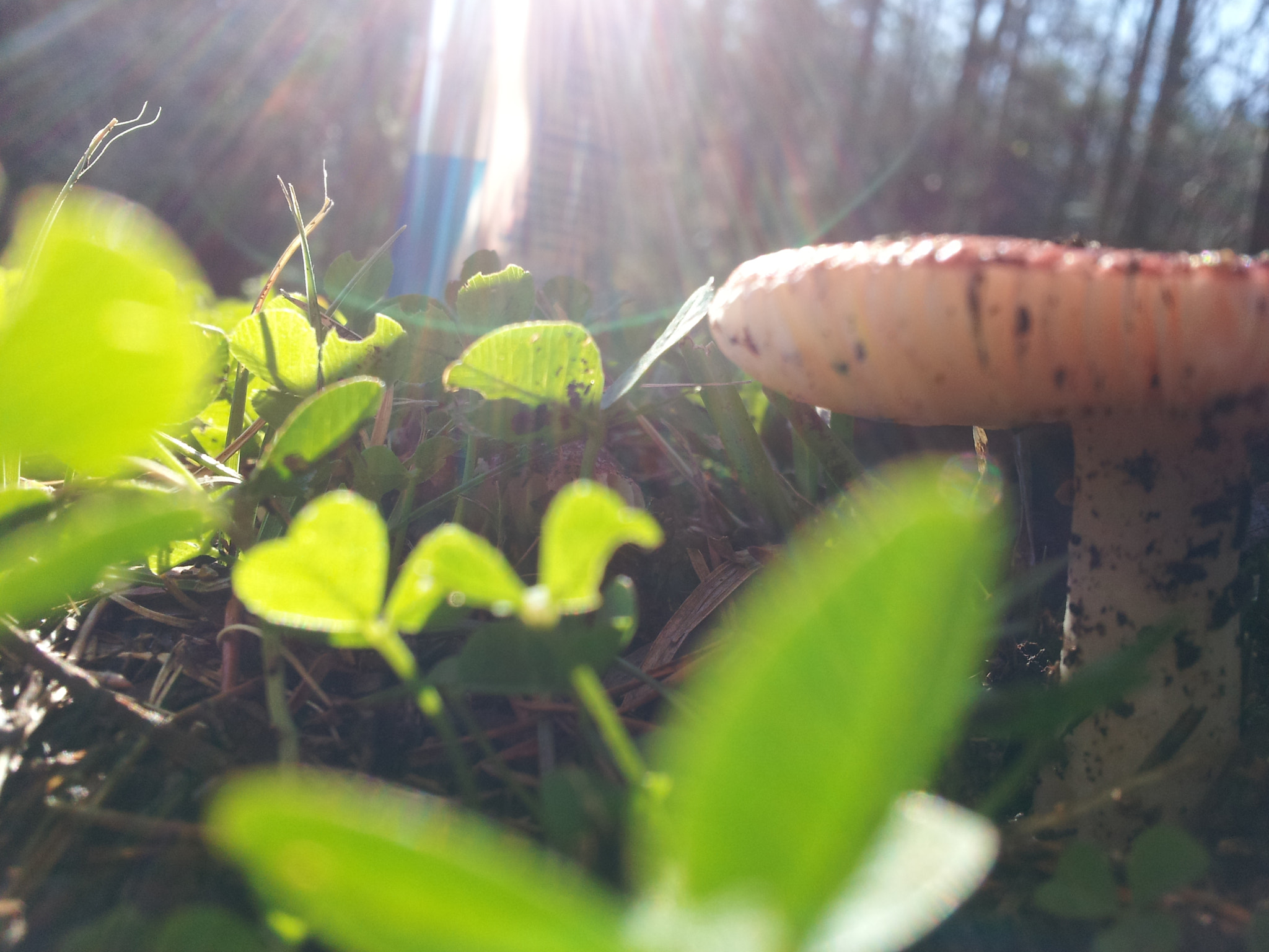 Samsung Galaxy S2 Skyrocket sample photo. Walking pup and came across these mushrooms. could ... photography