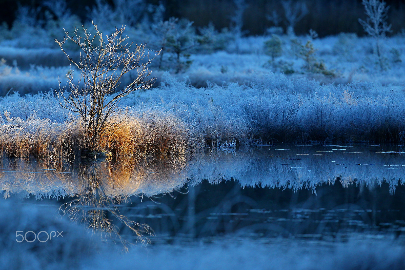 Canon EF 400mm F2.8L IS USM sample photo. First frost in the swamp photography
