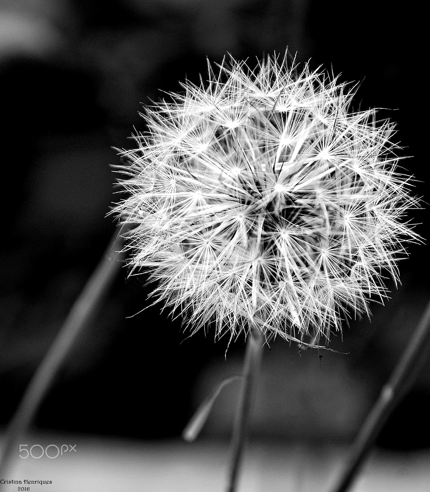 Nikon D40X sample photo. Dandelion ... photography