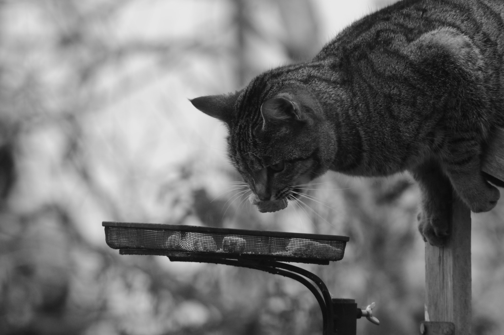 AF Zoom-Nikkor 70-300mm f/4-5.6D ED sample photo. Cat photography