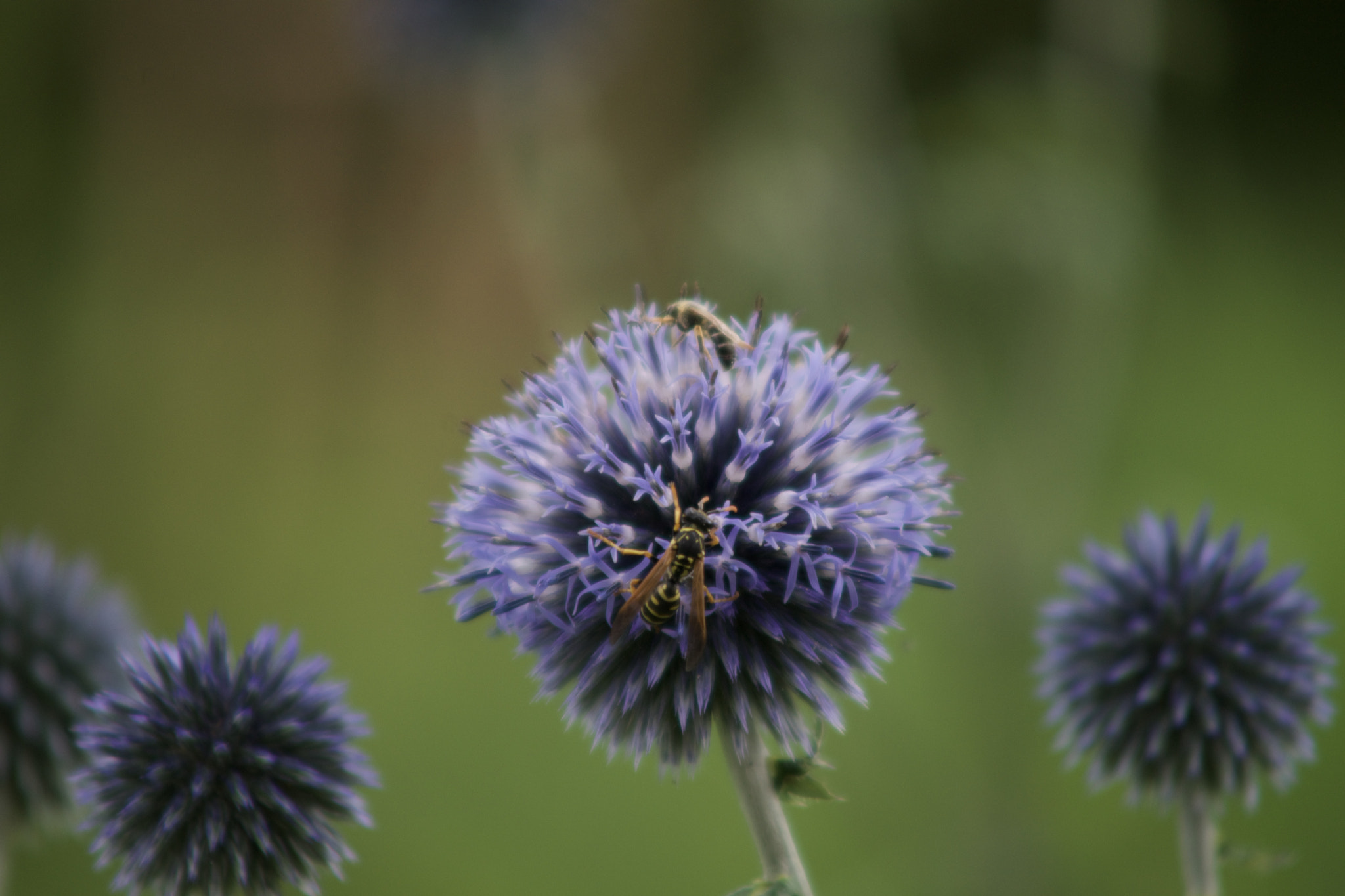 Sony a7 + Minolta AF 100-300mm F4.5-5.6 sample photo. Bees having lunch photography