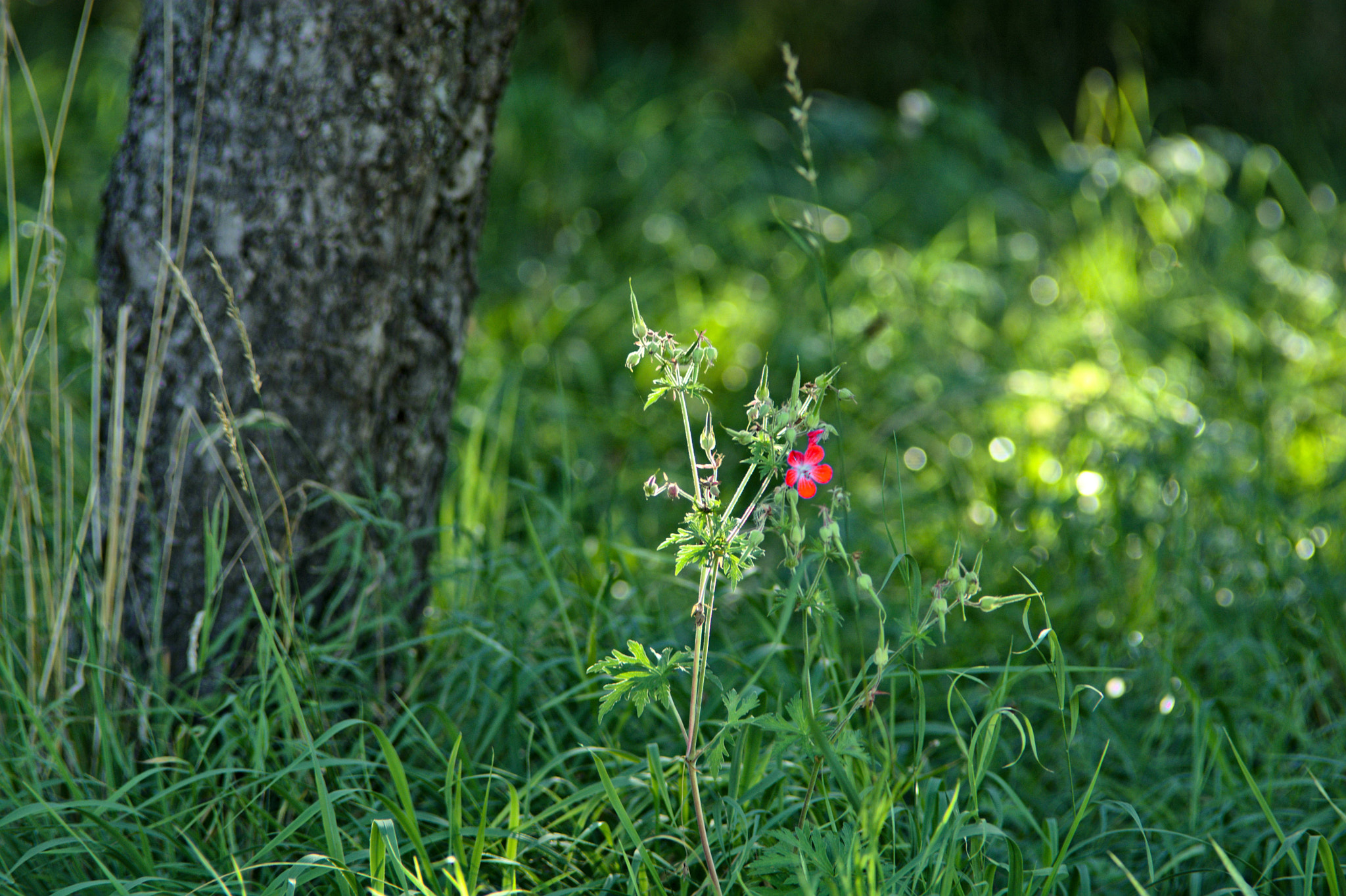 Nikon D7100 + Manual Lens No CPU sample photo. In the nature photography