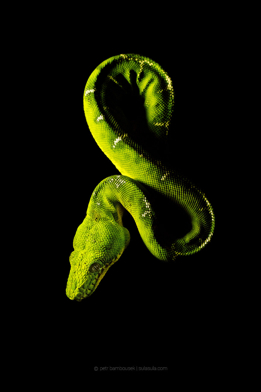 Canon EOS 5DS + Canon EF 100mm F2.8L Macro IS USM sample photo. Emerald tree boa | amazon photography