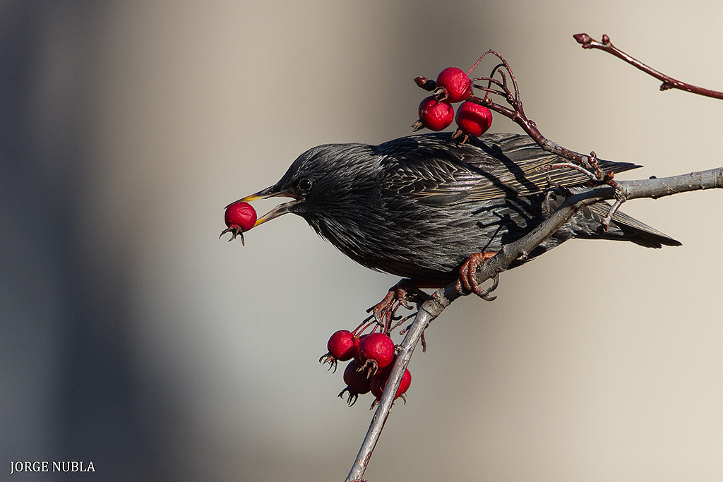 Canon EF 500mm F4L IS II USM sample photo. Estornino negro (sturnus unicolor). photography