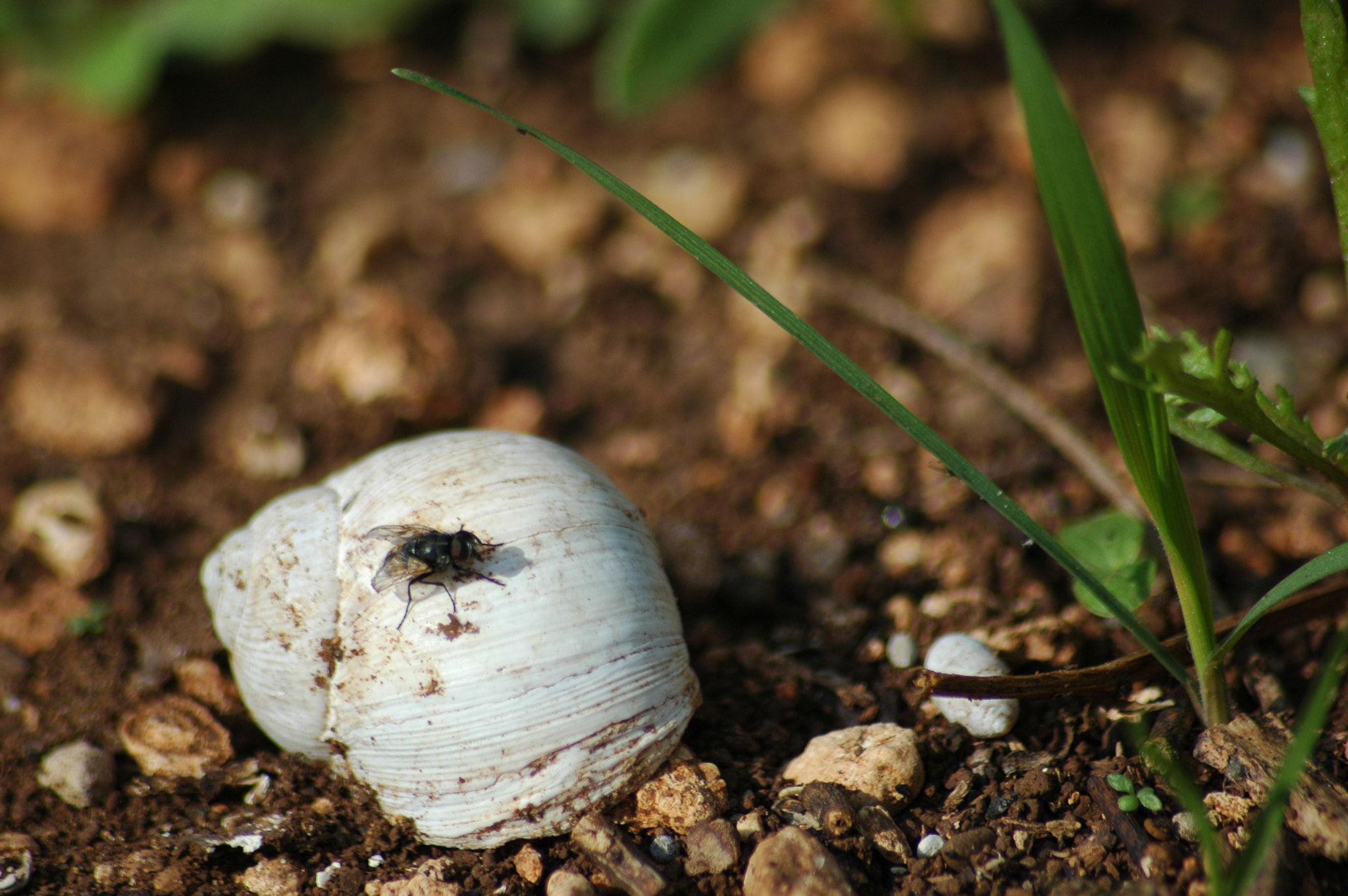 Nikon D70 + Sigma 70-300mm F4-5.6 APO Macro Super II sample photo. Fly and snail photography