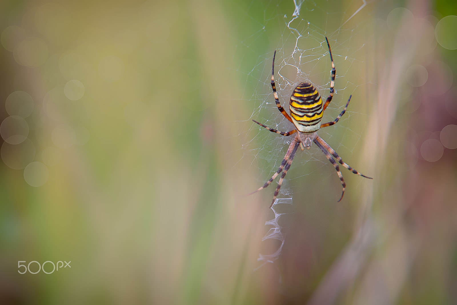 Sigma 70-200mm F2.8 EX DG Macro HSM II sample photo. Argiope bruennichi photography