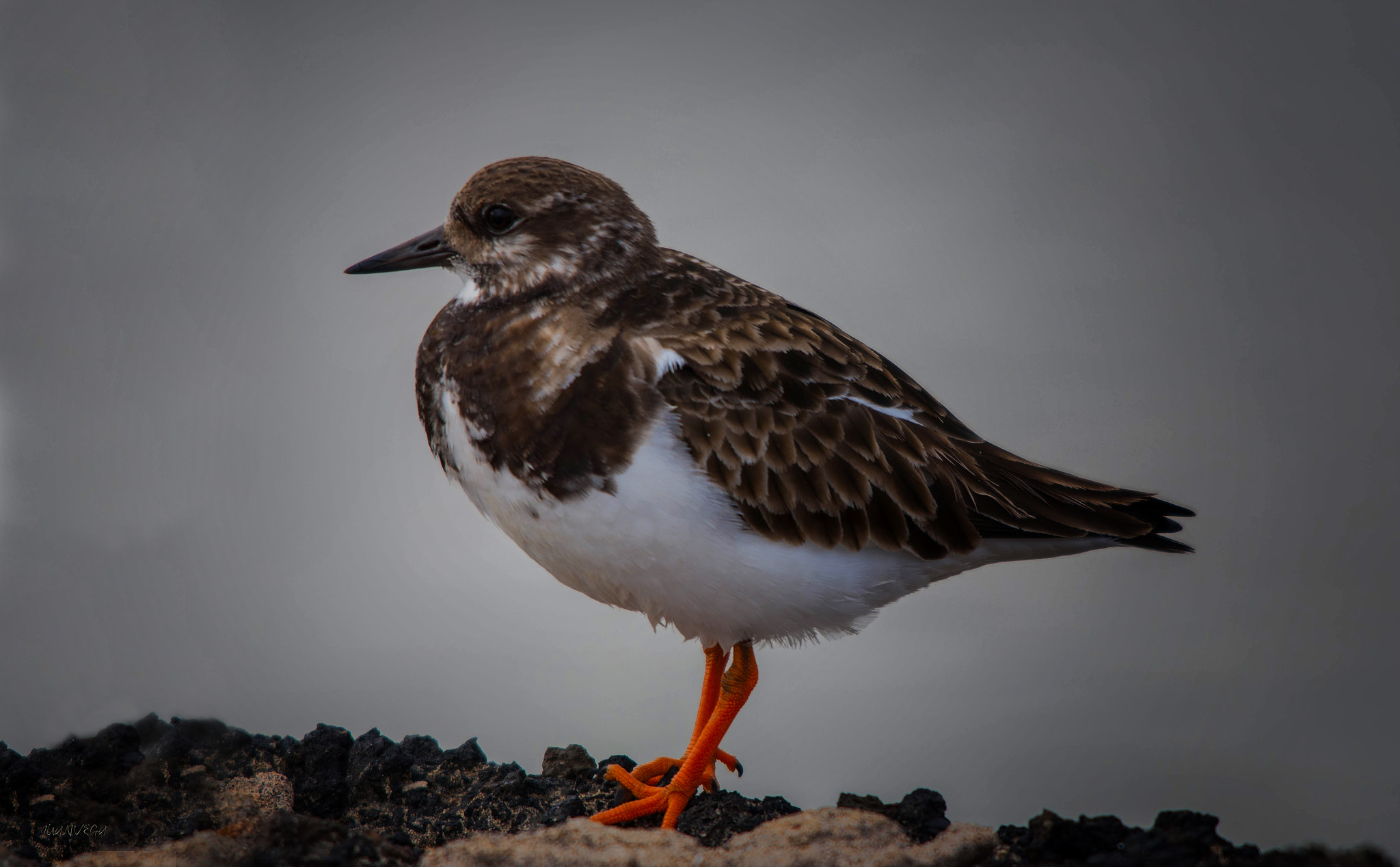 Sigma 150-500mm F5-6.3 DG OS HSM sample photo. Chorlitejo grande photography