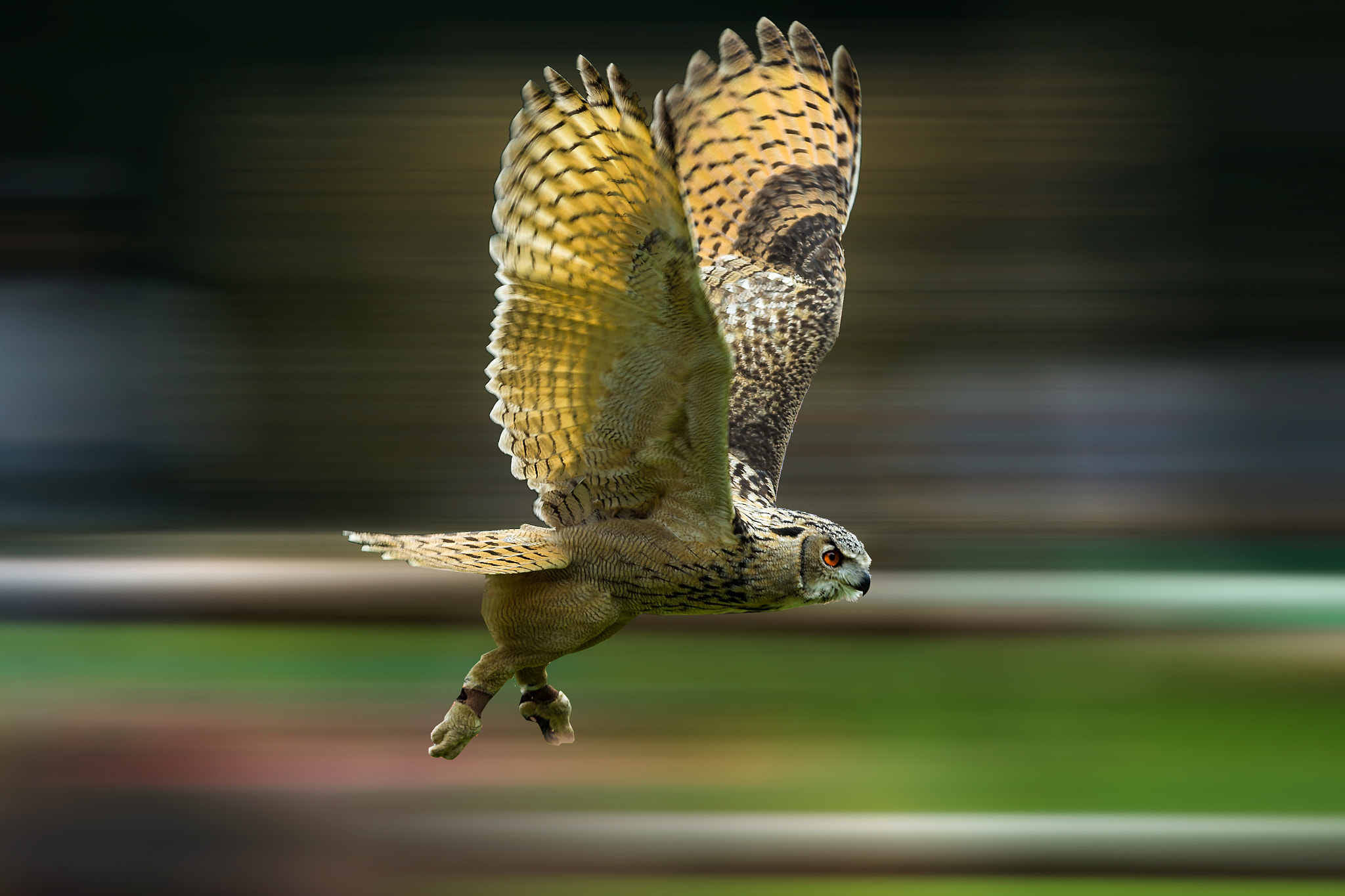 Canon EF 300mm F2.8L IS II USM sample photo. Speedy in action.. photography