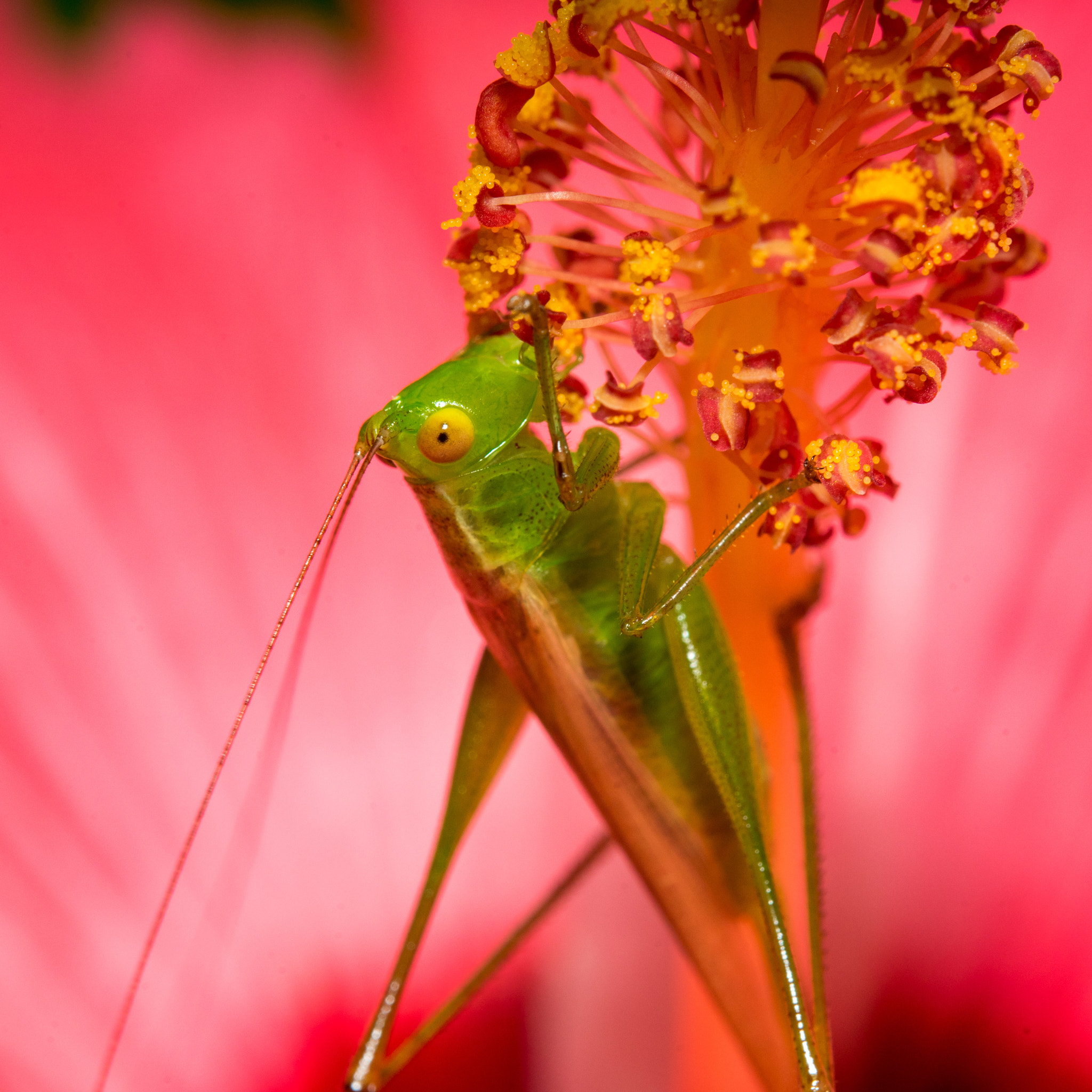 Tamron SP AF 180mm F3.5 Di LD (IF) Macro sample photo. Snack 34 photography