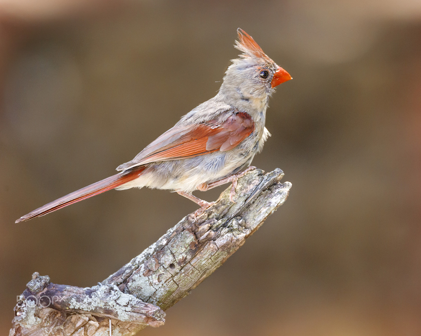 150-600mm F5-6.3 DG OS HSM | Contemporary 015 sample photo. Female cardinal photography