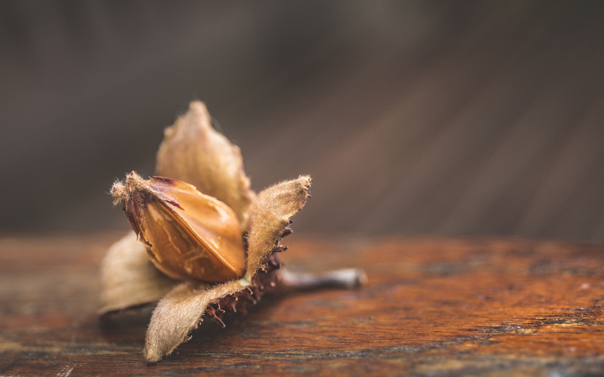 Canon EF 24-70mm F4L IS USM sample photo. "beeched" - beech seed pod photography
