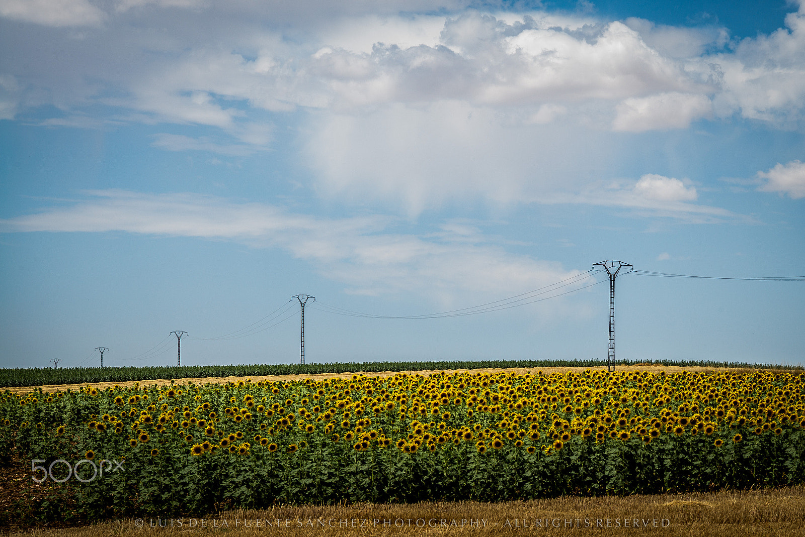 Leica APO-Summicron-M 90mm F2 ASPH sample photo. Campos de castilla photography