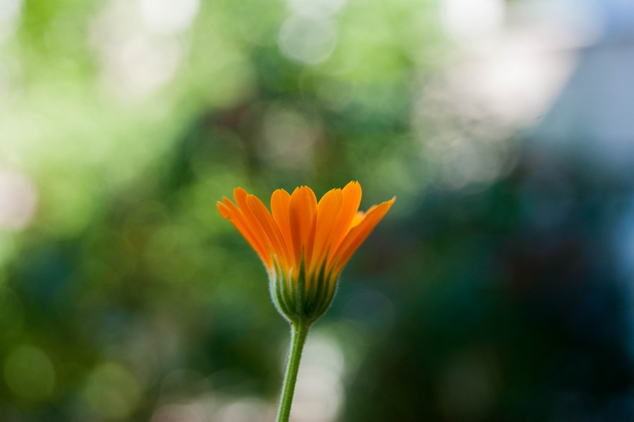 Sony Alpha DSLR-A390 + Sony DT 18-55mm F3.5-5.6 SAM sample photo. Orange flower photography