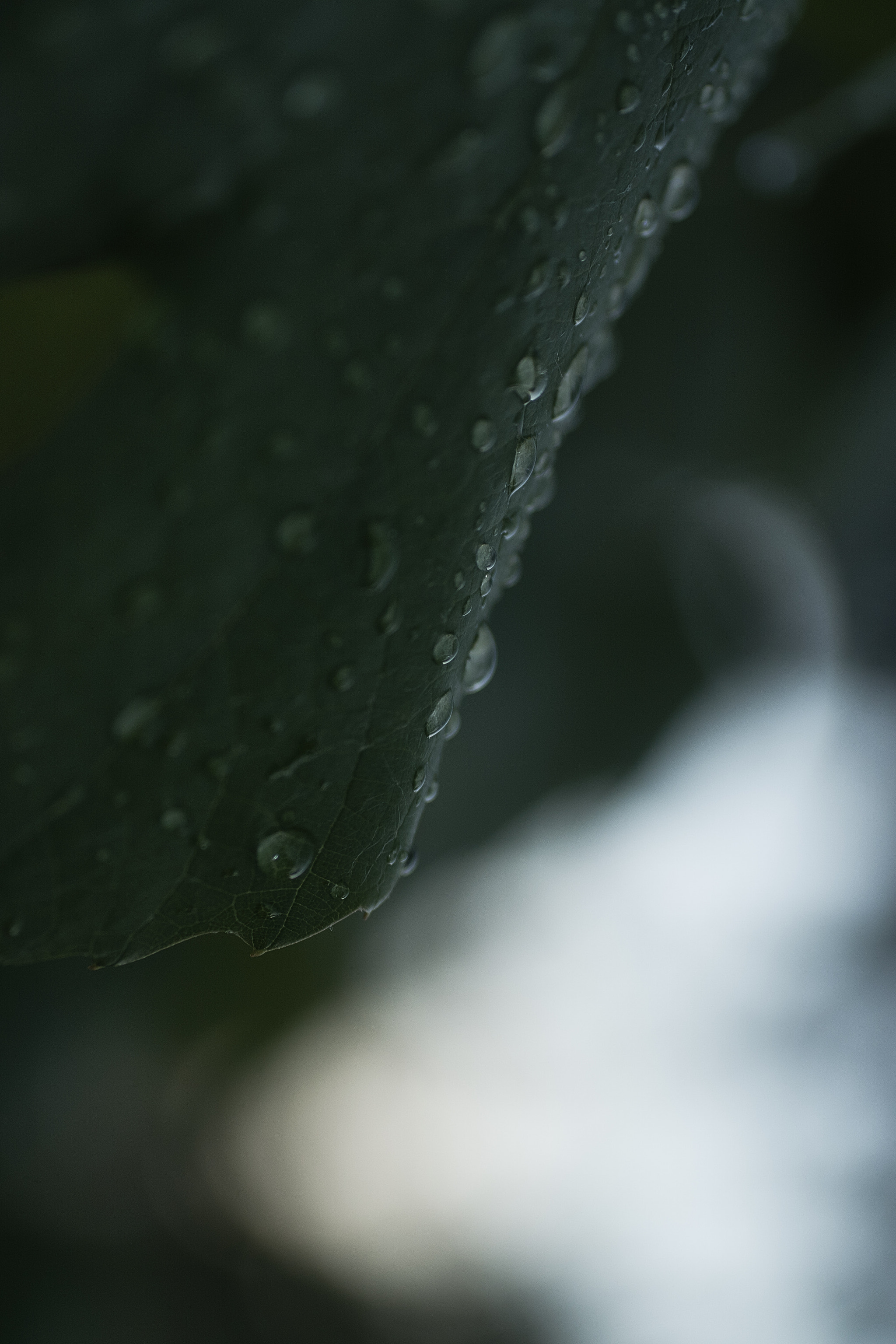 MACRO 50mm F2.8 sample photo