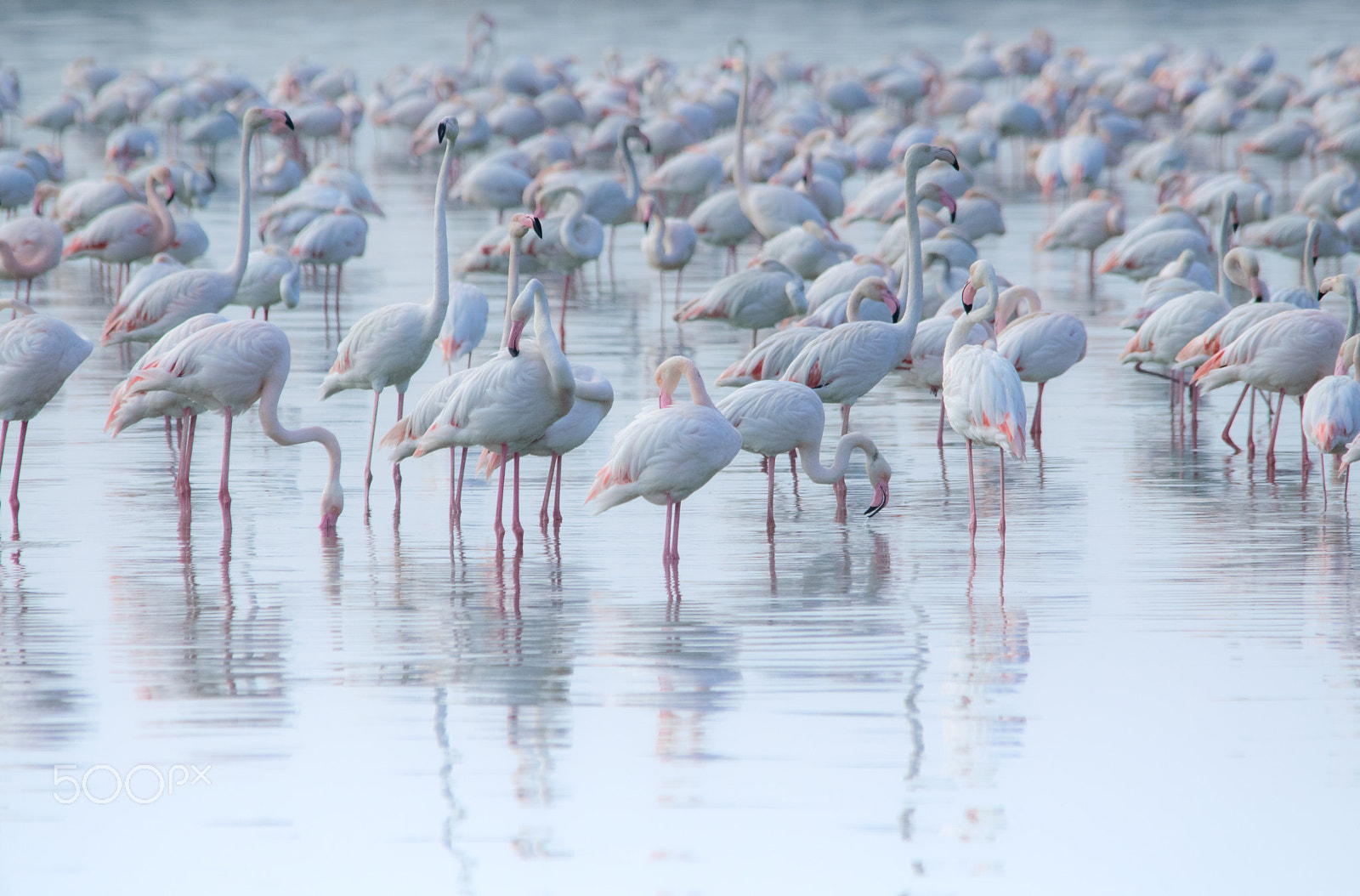 Sigma 150-500mm F5-6.3 DG OS HSM sample photo. Creamy photography