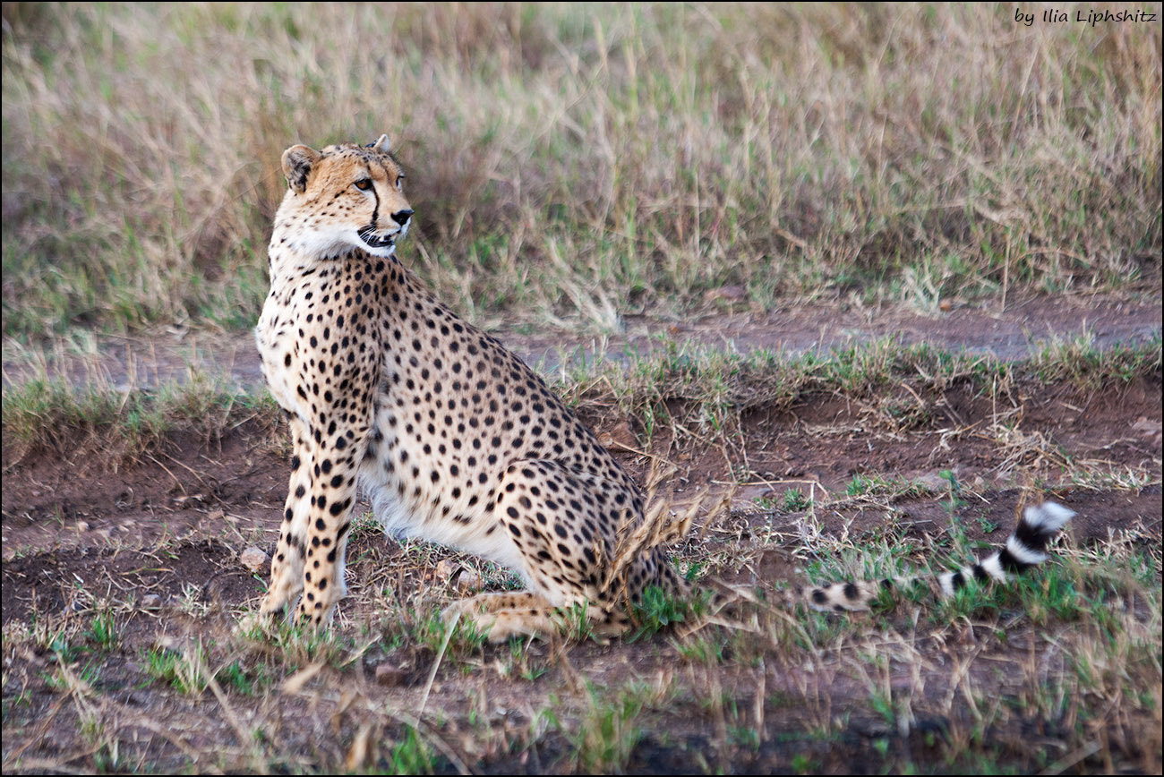 Canon EOS-1D Mark III + Canon EF 70-200mm F2.8L USM sample photo. Cheetahs of serengeti №10 photography